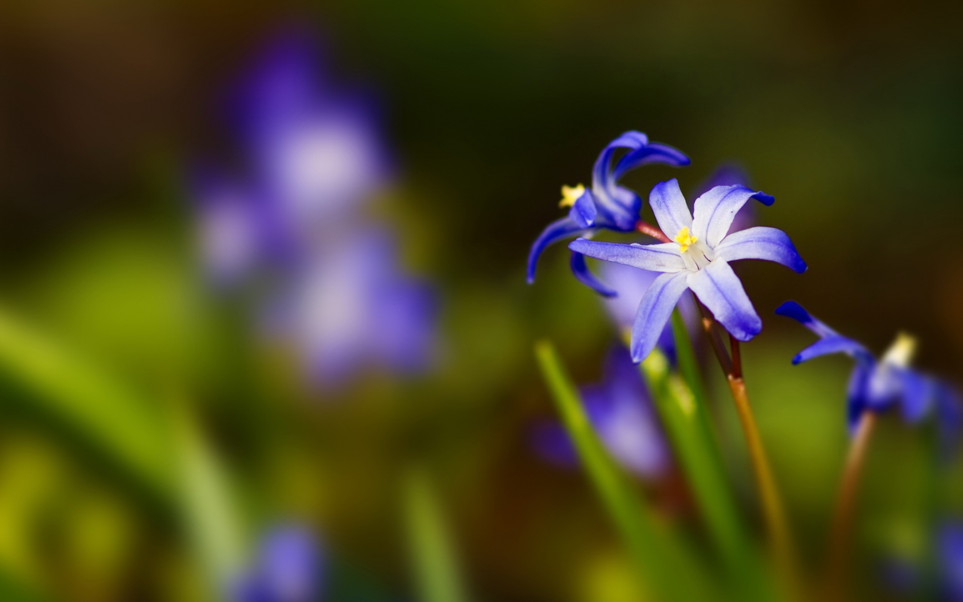 清新,花卉,浪漫,美丽2012Y十月28D,儿童桌面专用