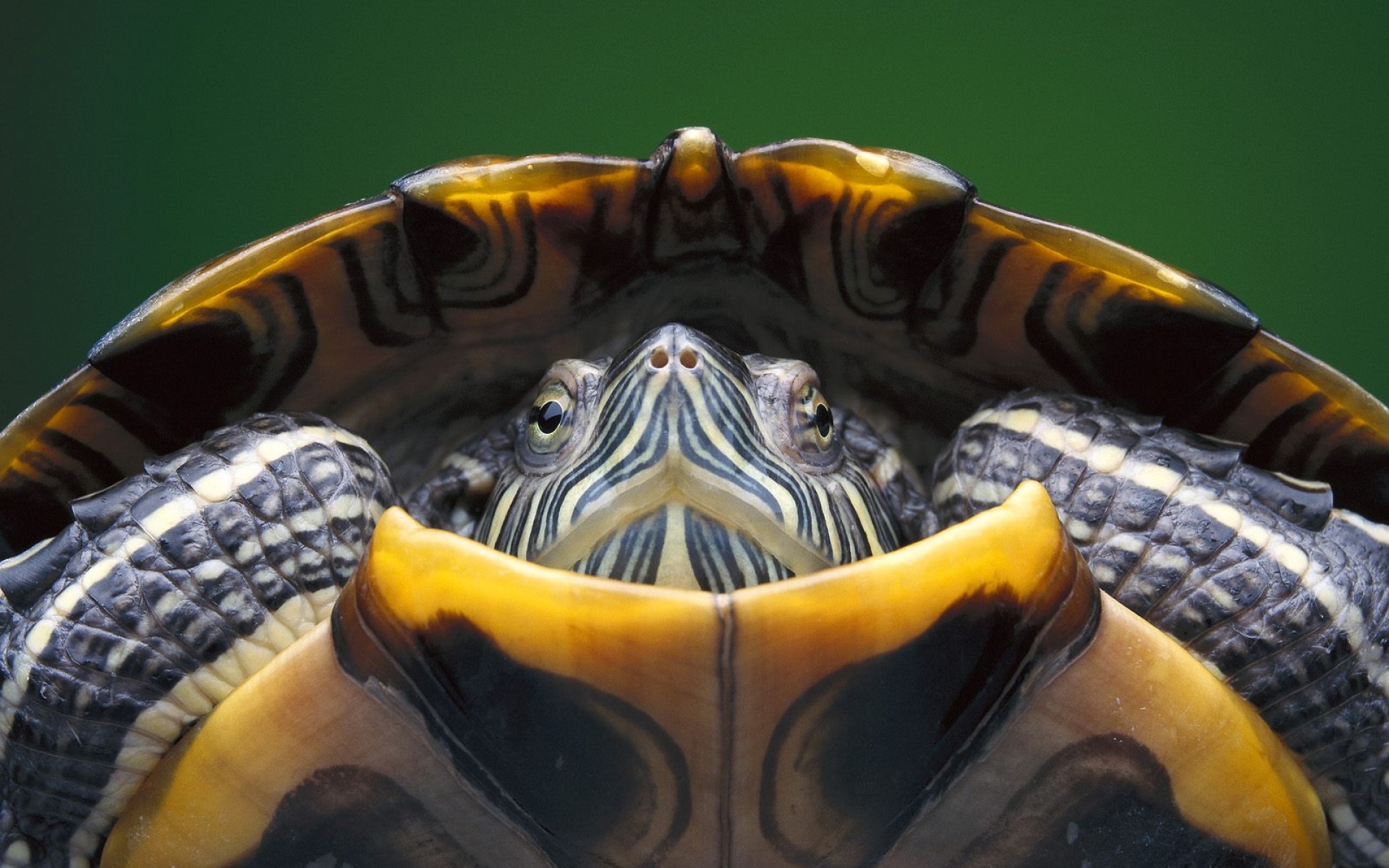 爬行类,动物,蛇,蜥蜴,龟,鳄鱼,儿童桌面专用