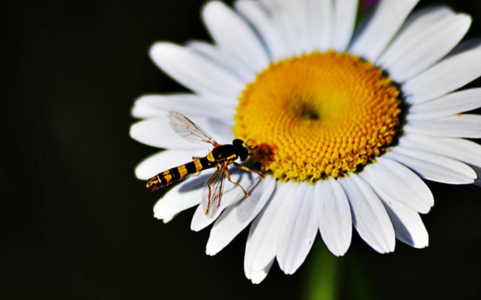 春暖花开,春天,花,植物,宽屏,2012Y十月26D