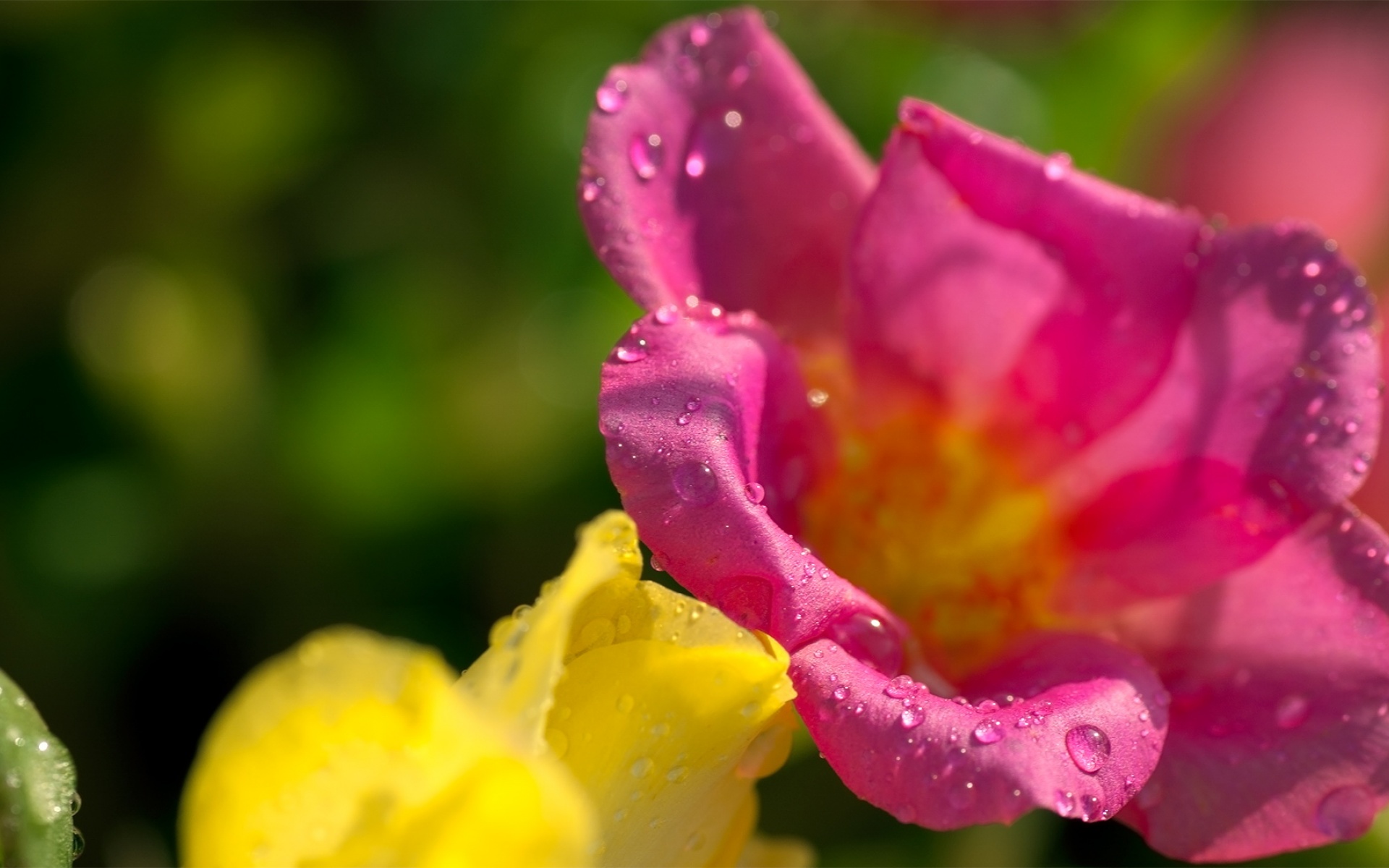 清新,植物,浪漫,美丽2012Y十月28D,儿童桌面专用