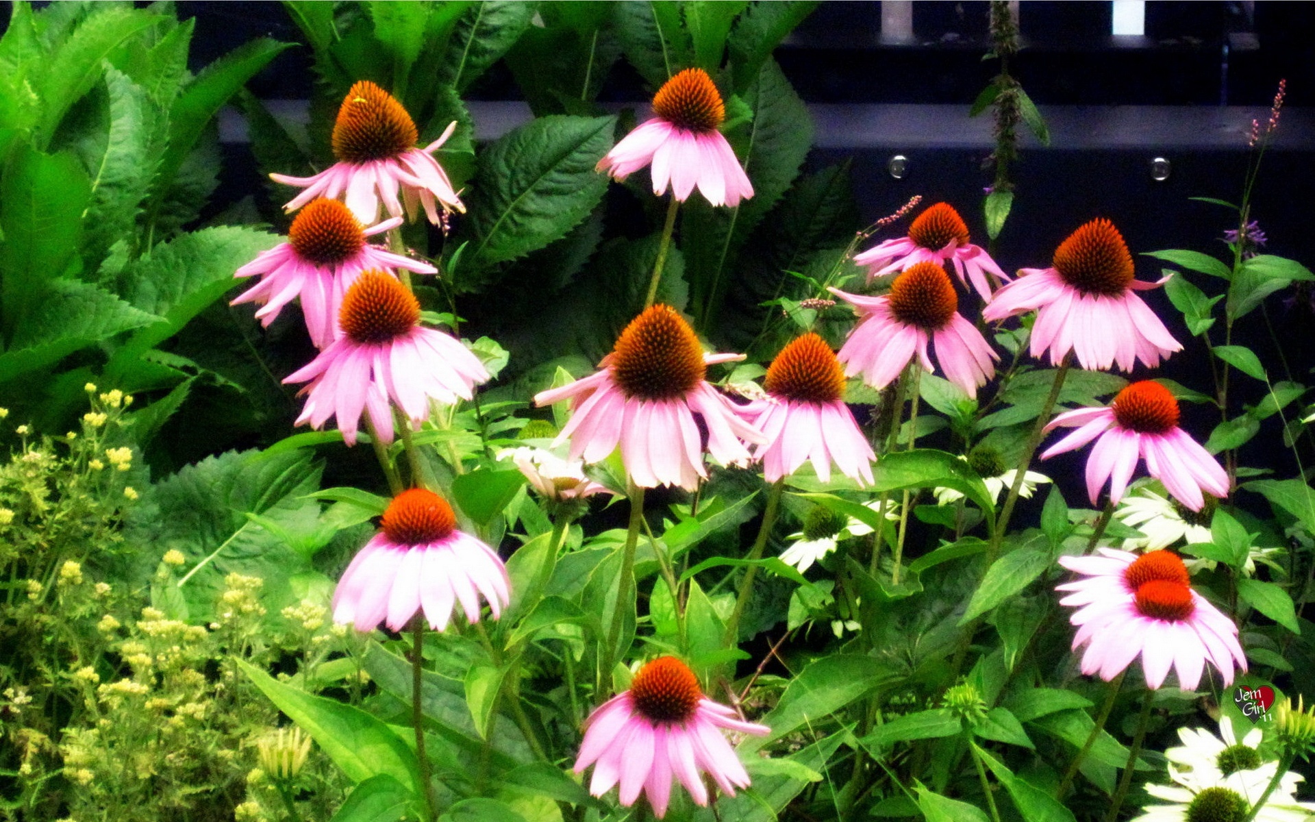 清新,花卉,浪漫,美丽2012Y十月28D,儿童桌面专用