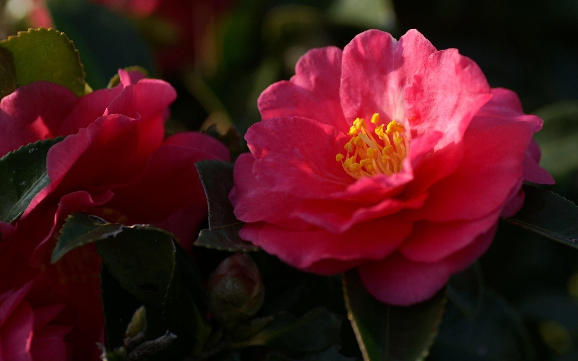 春暖花开,春天,花,植物,宽屏,2012Y十月26D,儿童桌面专用