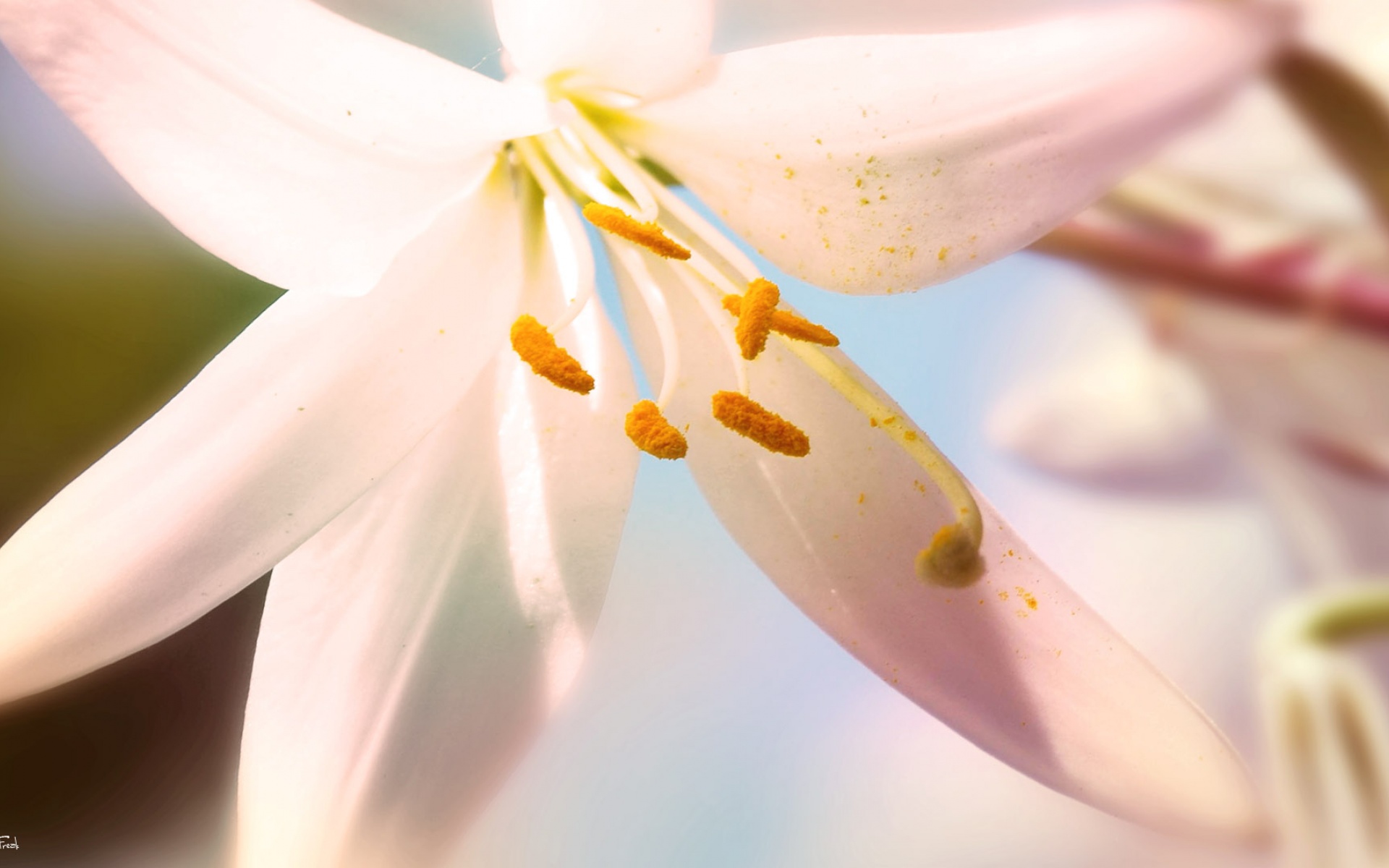 春暖花开,春天,花,植物,宽屏,2012Y十月26D,儿童桌面专用