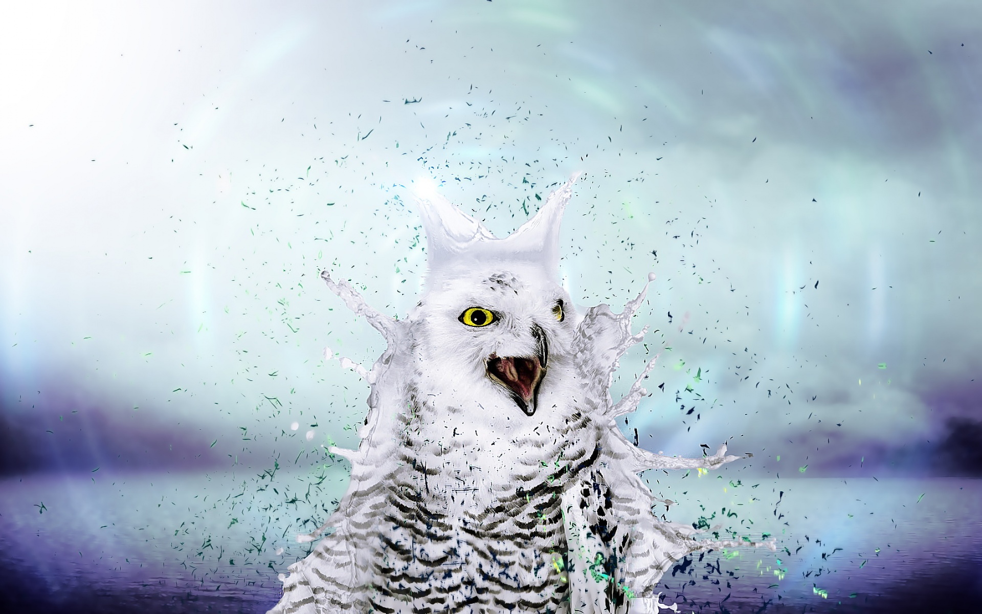 萌宠,猫头鹰,2012Y十月27D,儿童桌面专用