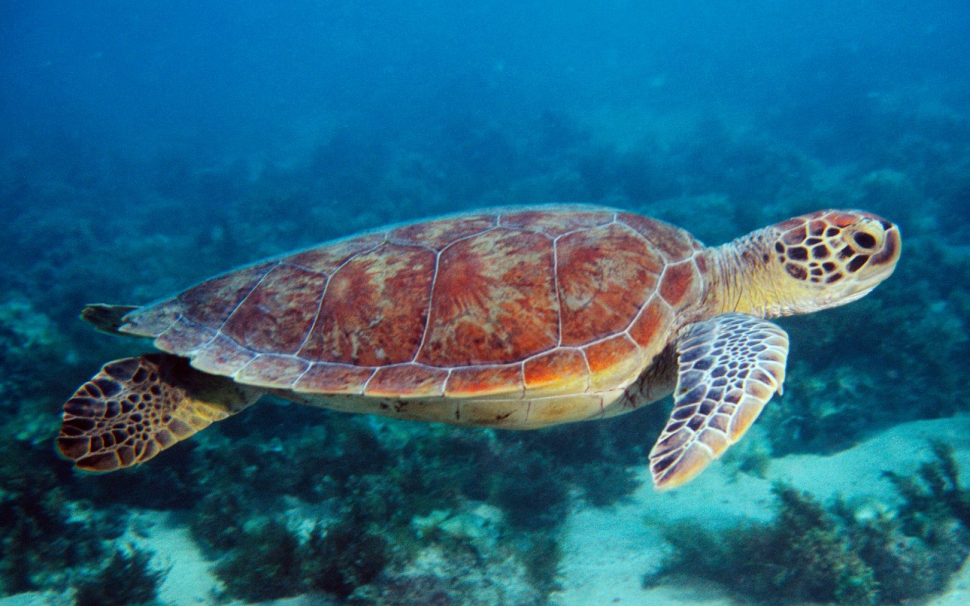 萌宠,海龟,海底世界,儿童桌面专用