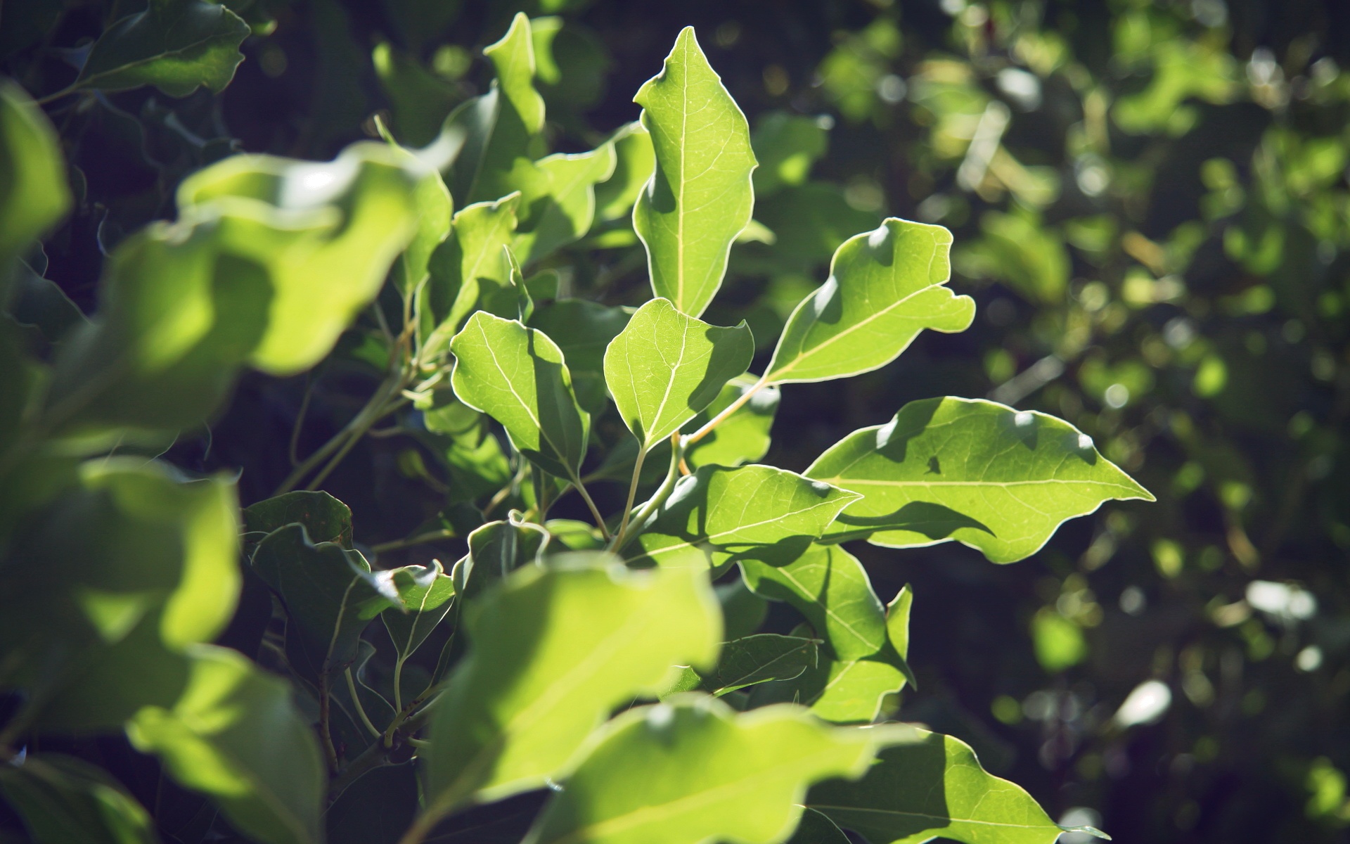 高清,宽屏,植物,摄影,2012Y十月24D,儿童桌面专用