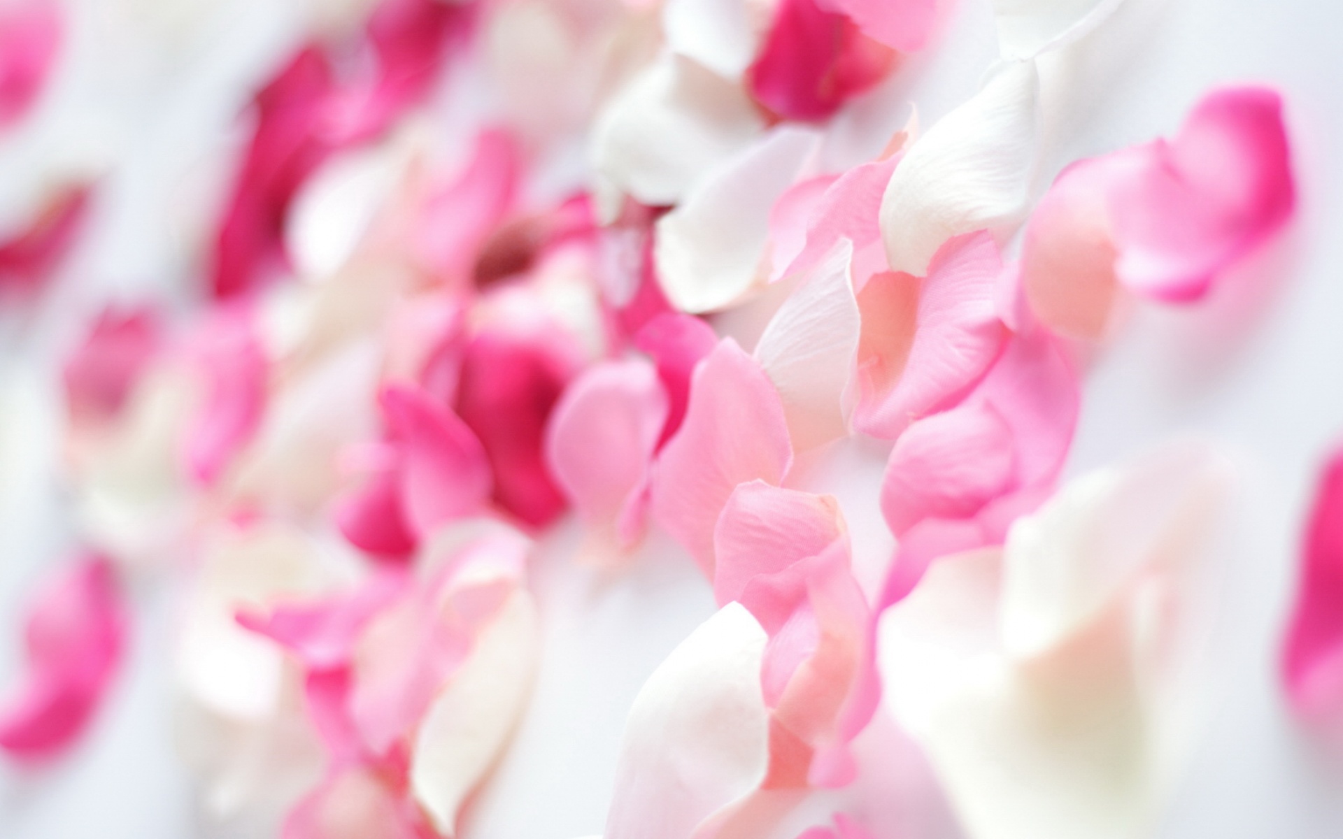 小清新,清新淡雅,花卉,儿童桌面专用