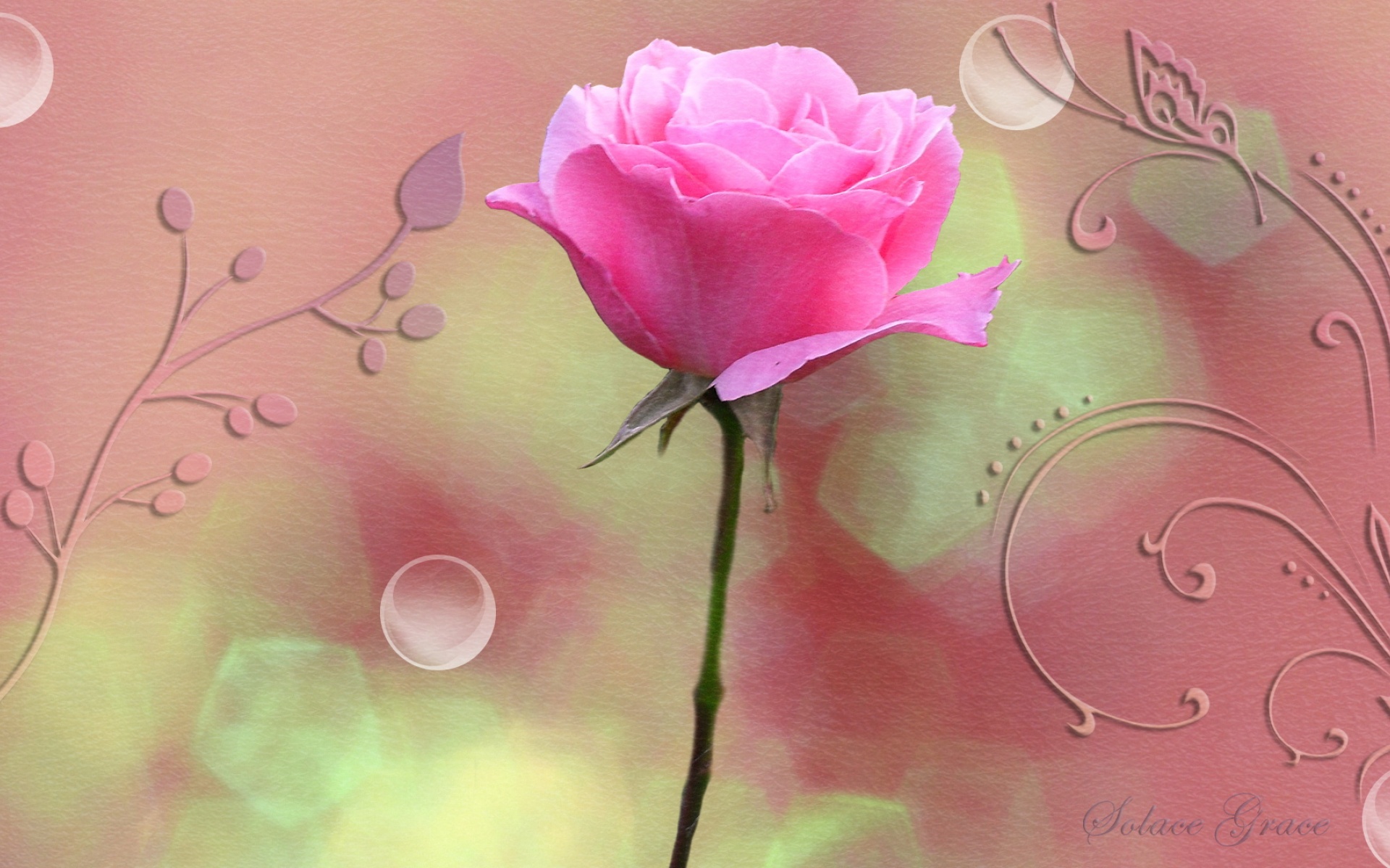 清新,花卉,浪漫,美丽2012Y十月28D,儿童桌面专用