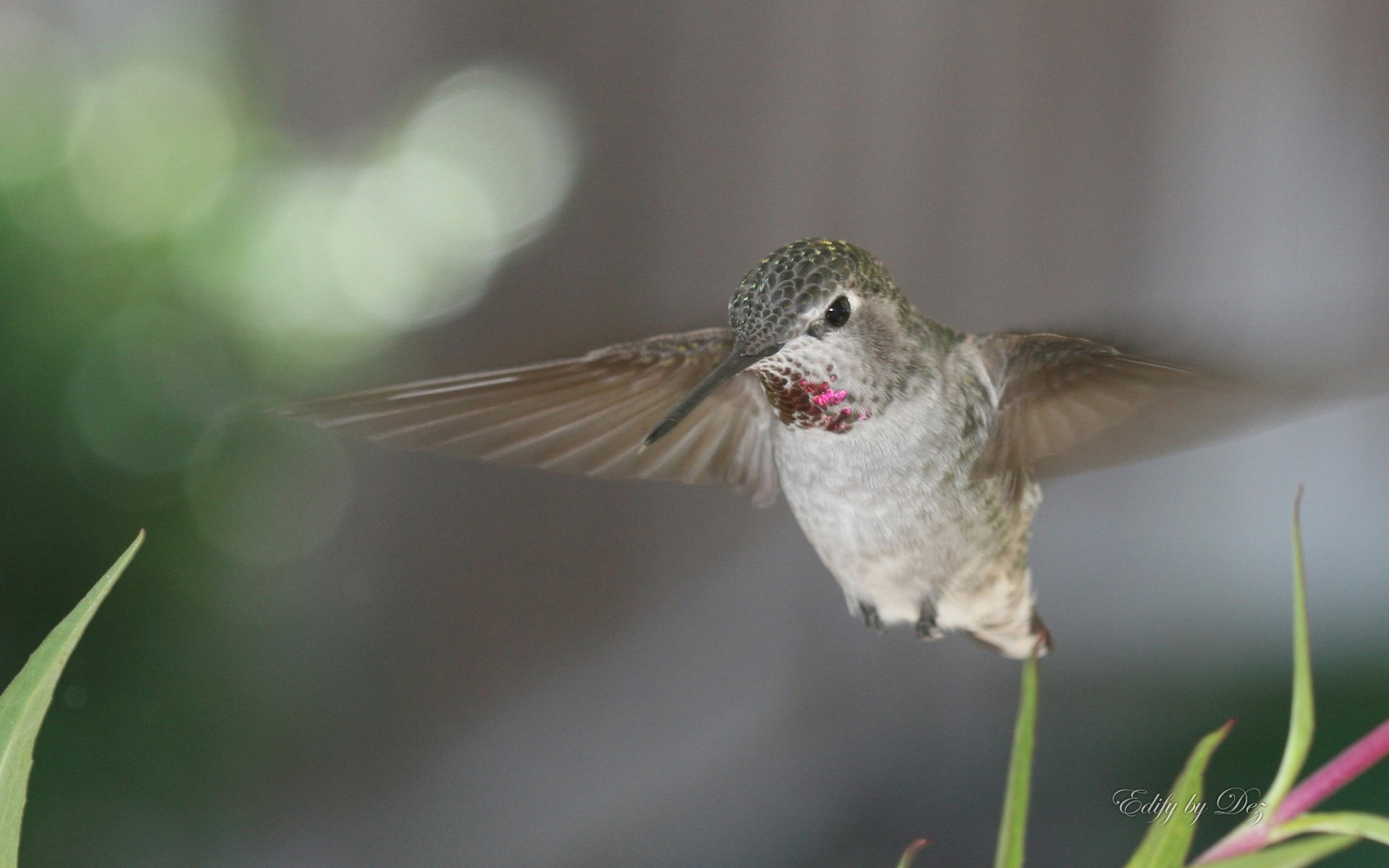 蜂鸟,Windows,7,主题,动物,鸟类,摄影,宽屏,2012Y十月26D,儿童桌面专用