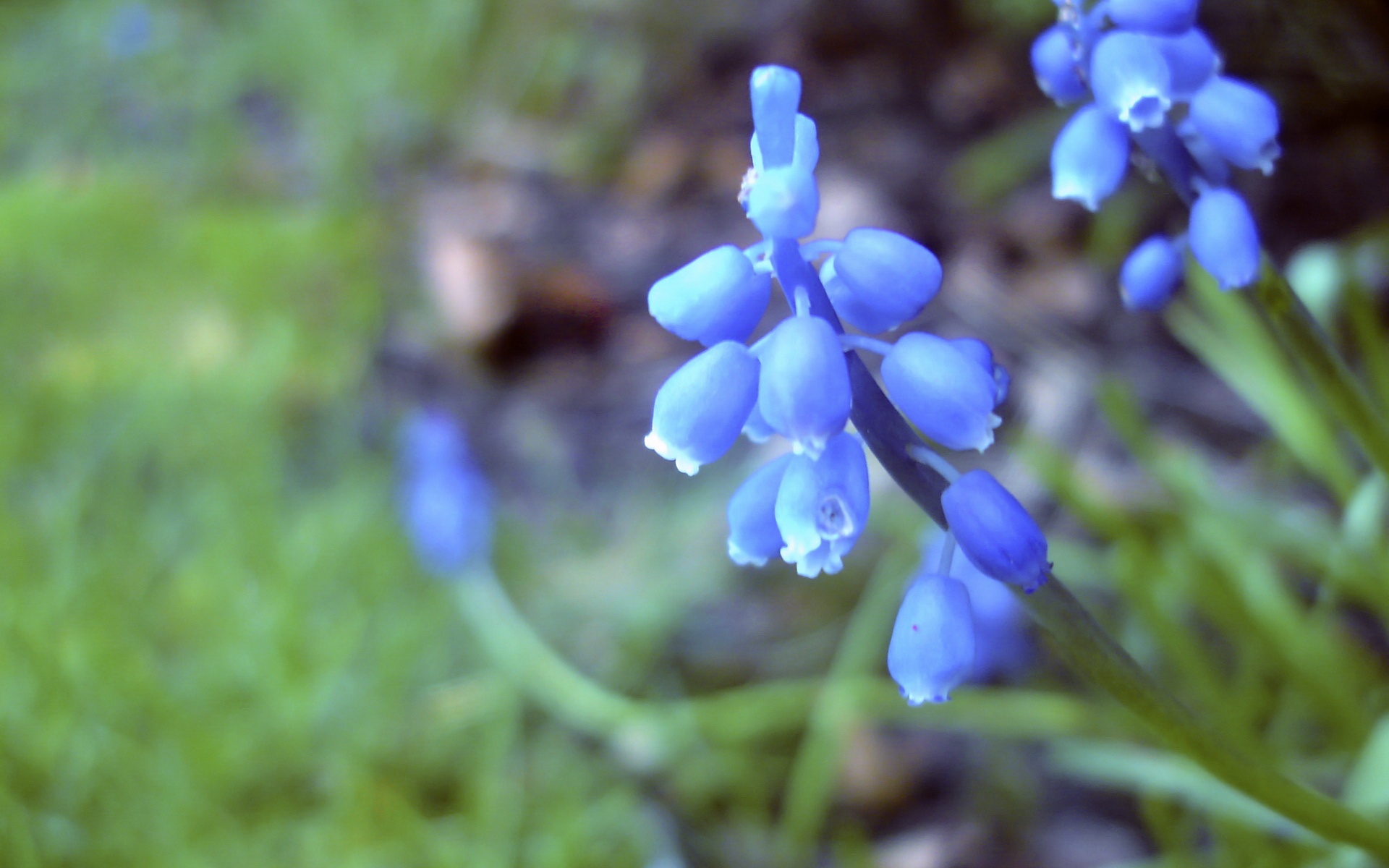 清新,植物,浪漫,美丽2012Y十月28D,儿童桌面专用