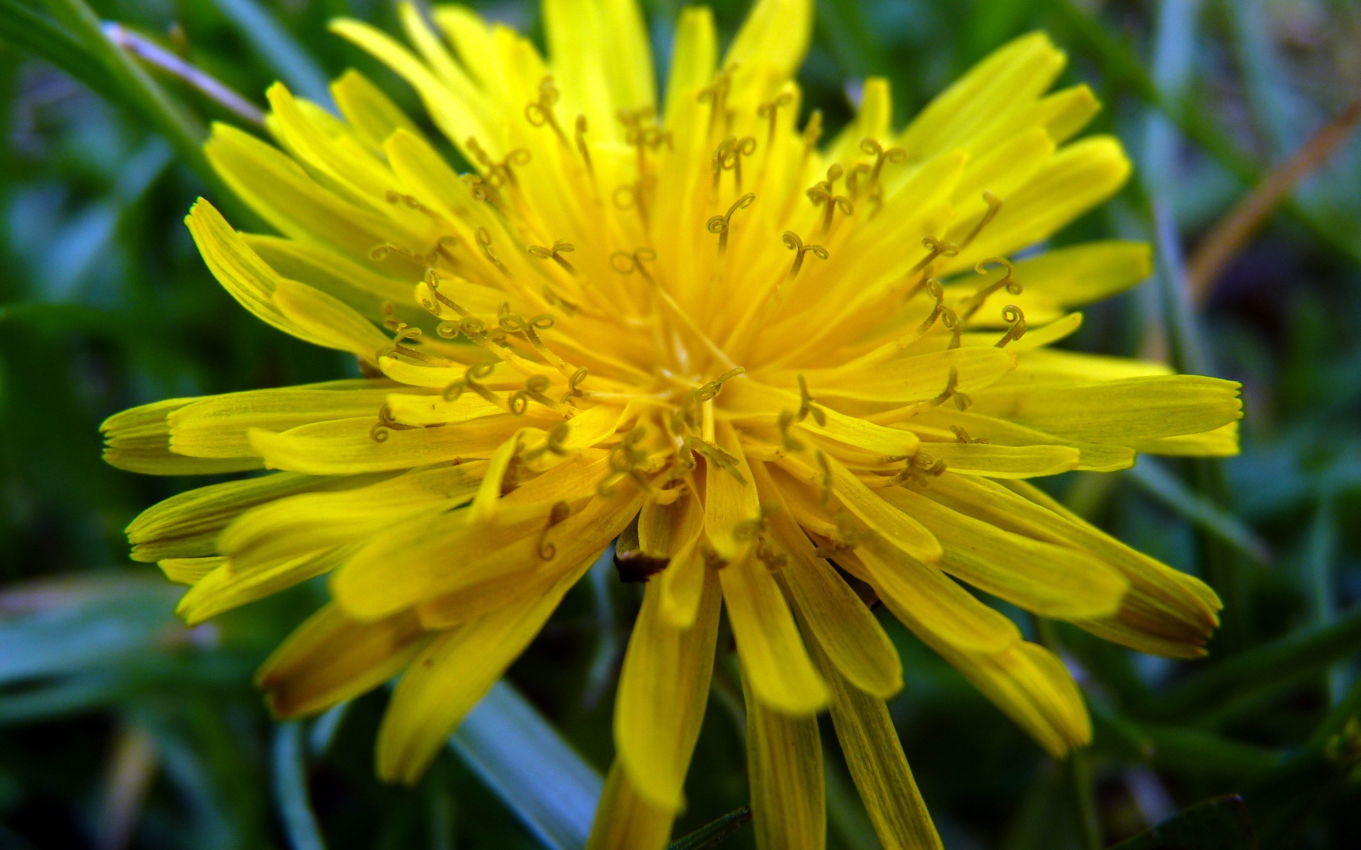 清新,花卉,浪漫,美丽2012Y十月28D,儿童桌面专用