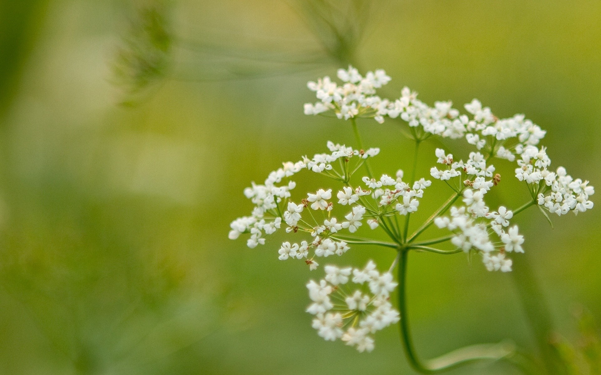 c1四零六,高清,植物,摄影,宽屏,微距,风光,风景,2012Y十月28D,儿童桌面专用
