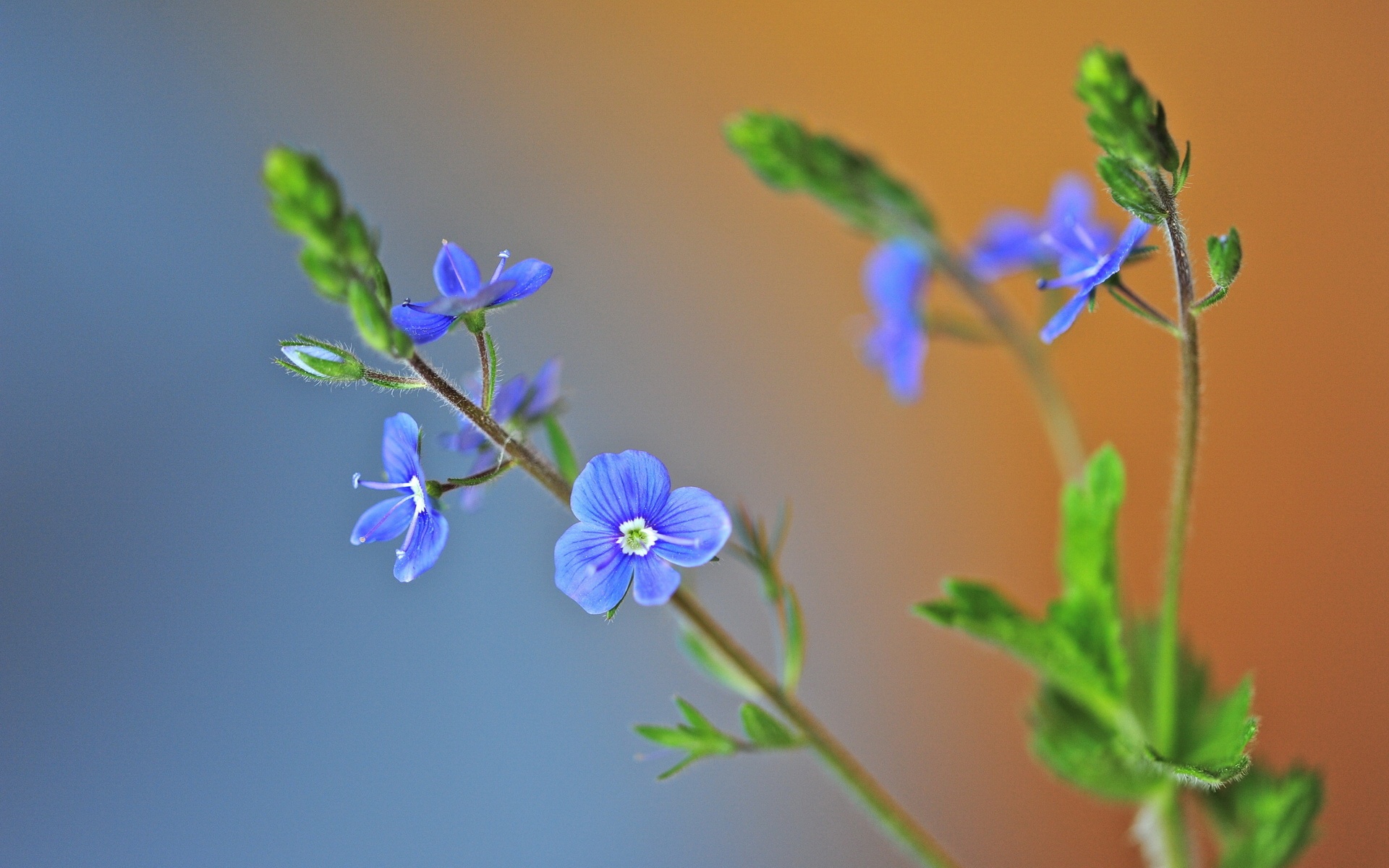 清新,植物,浪漫,美丽2012Y十月28D,儿童桌面专用