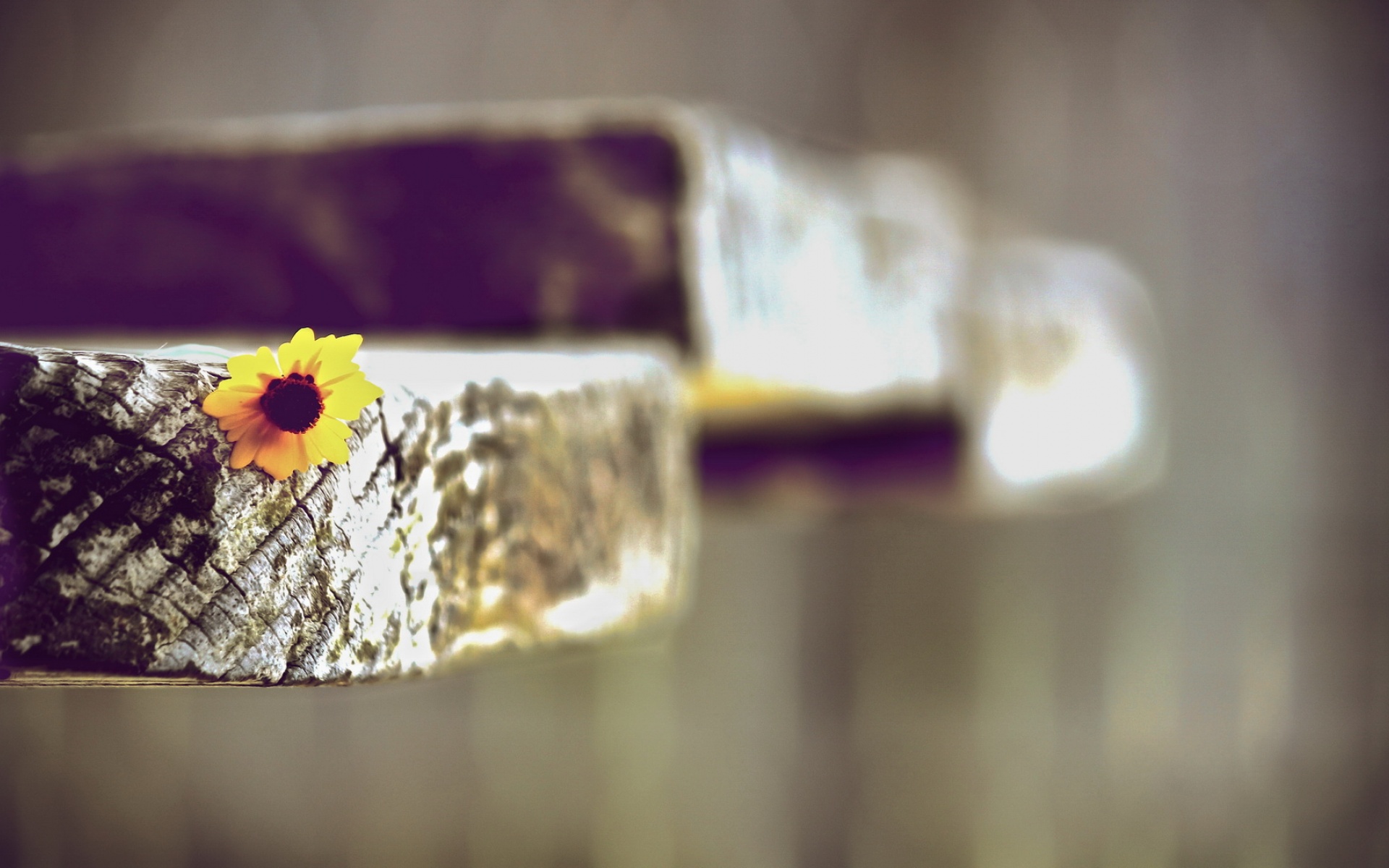 清新,植物,浪漫,美丽2012Y十月28D,儿童桌面专用