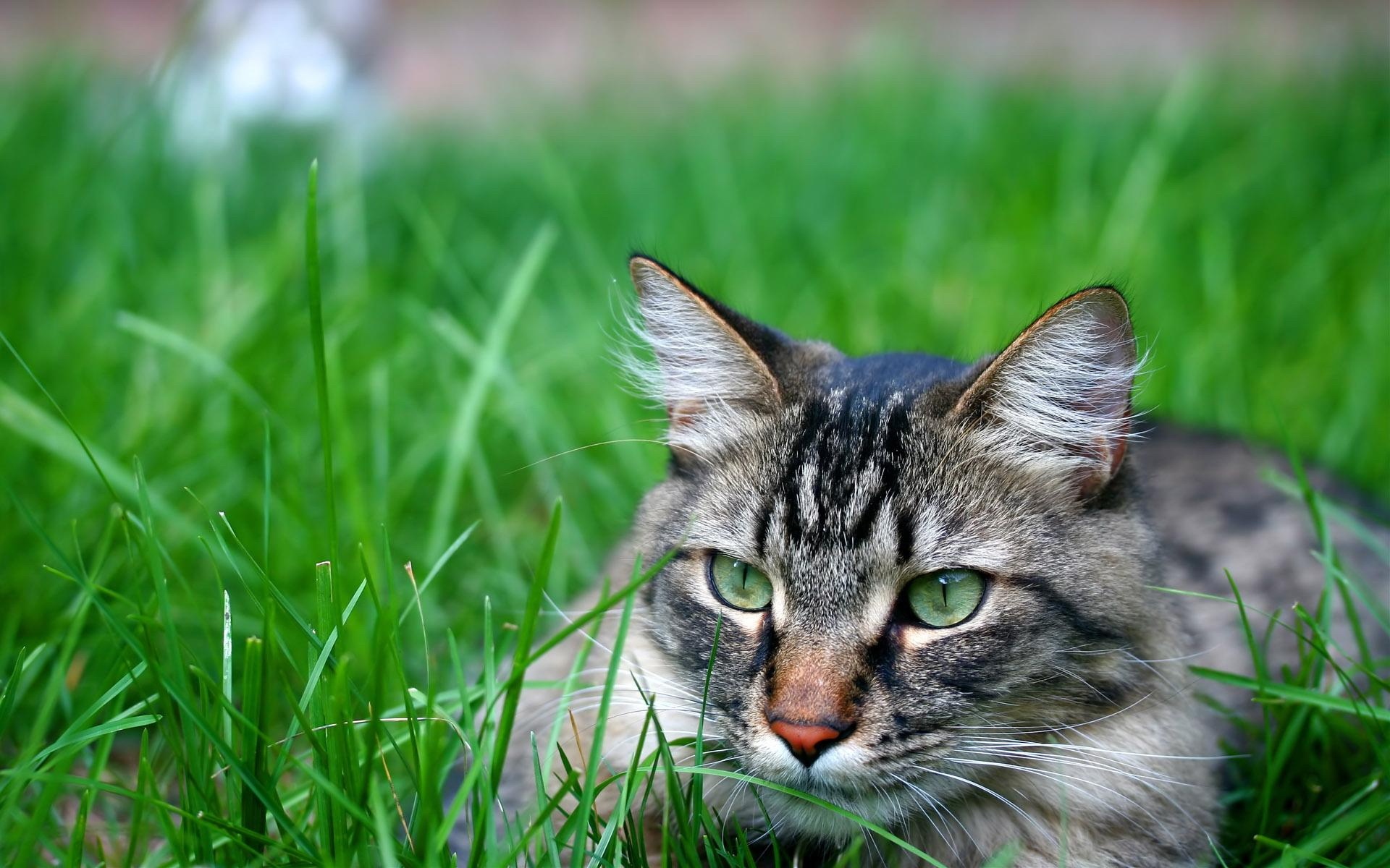 世界,名猫,宽屏,动物,高清,猫,儿童桌面专用