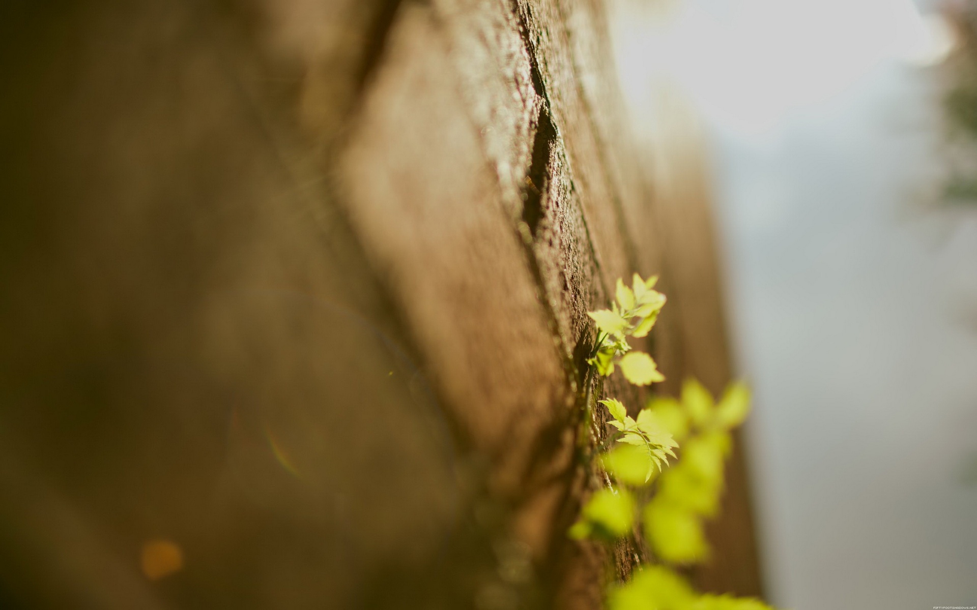 高清,植物,摄影,宽屏,微距,风光,风景,2012Y十月28D