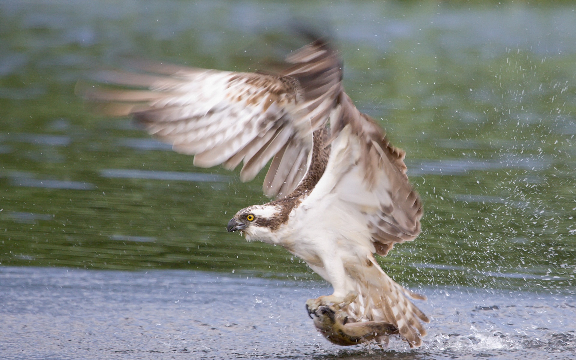 Windows,7,宽屏,win,动物,猫头鹰,猎鹰,儿童桌面专用