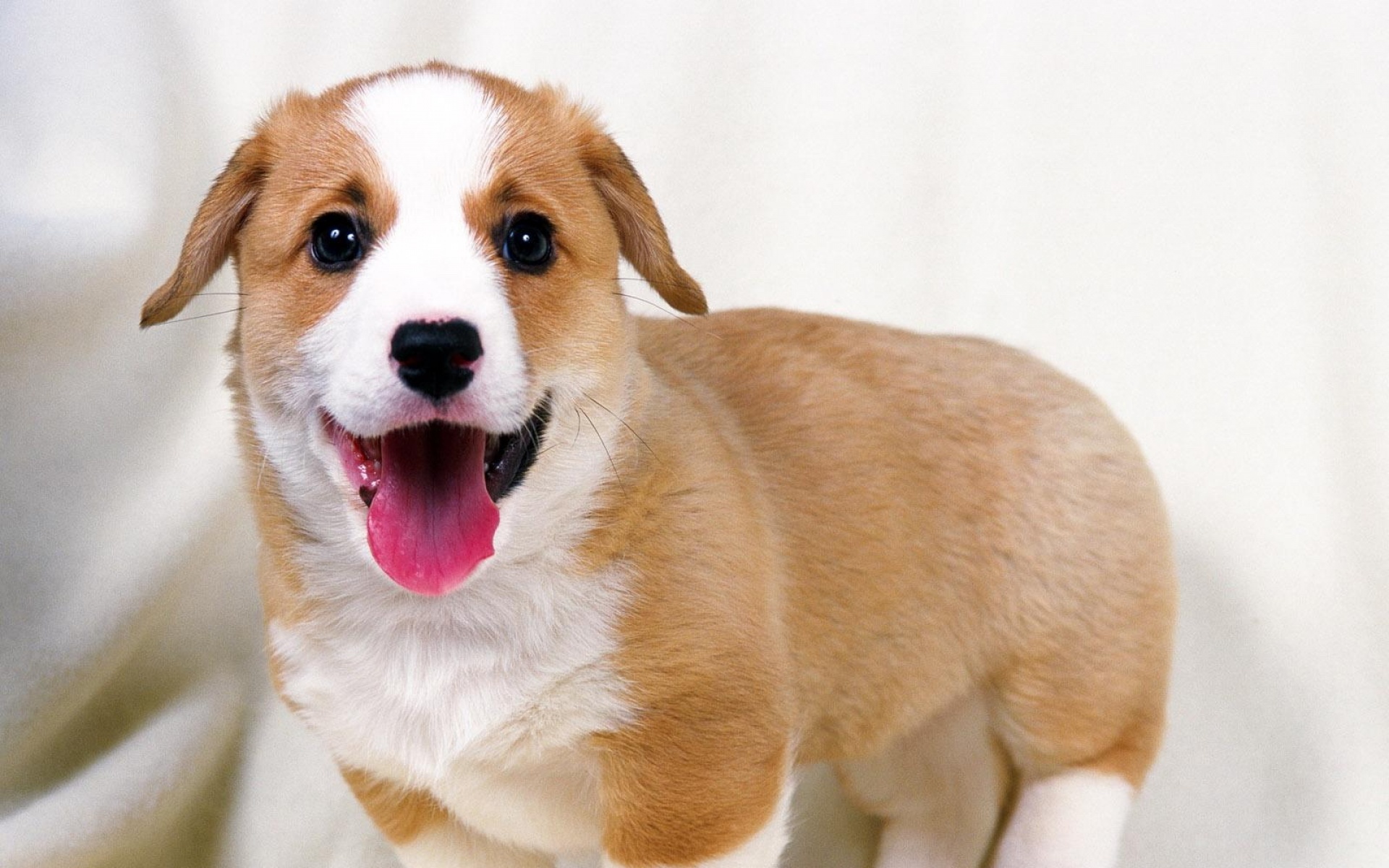 世界,名狗,动物,高清,狗,儿童桌面专用