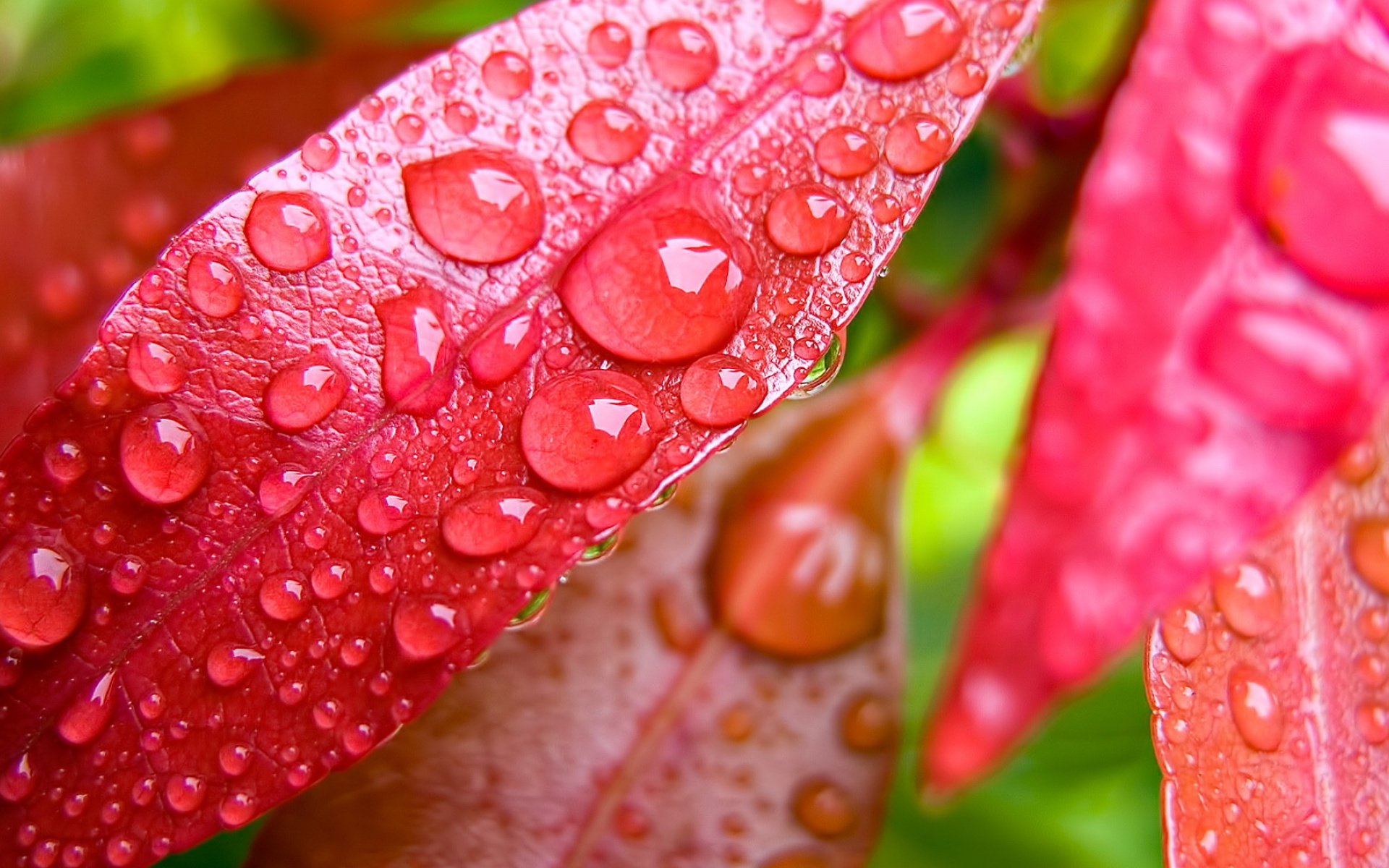 清新,花卉,浪漫,美丽2012Y十月28D,儿童桌面专用