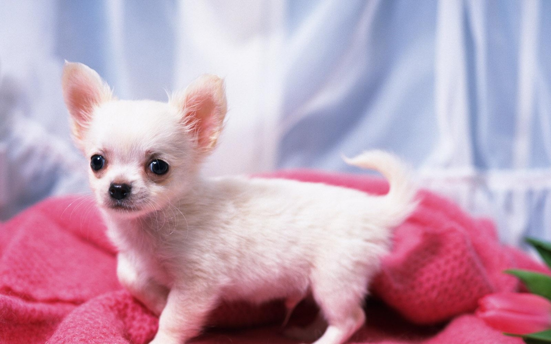 世界,名狗,动物,高清,狗,儿童桌面专用