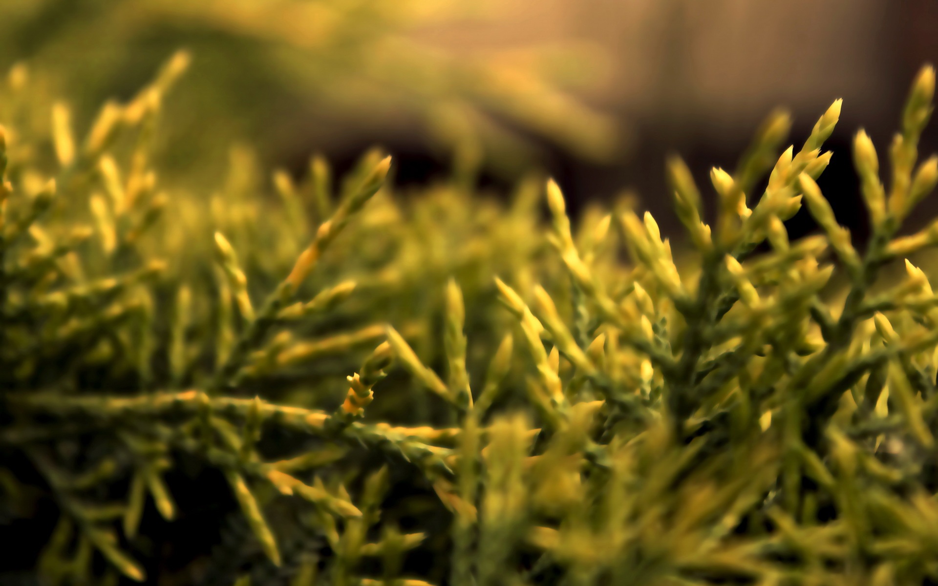 清新,植物,浪漫,美丽2012Y十月28D,儿童桌面专用