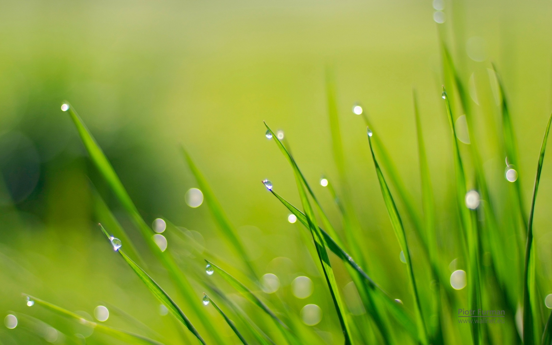 Windows,7,宽屏,win,植物,绿色,儿童桌面专用