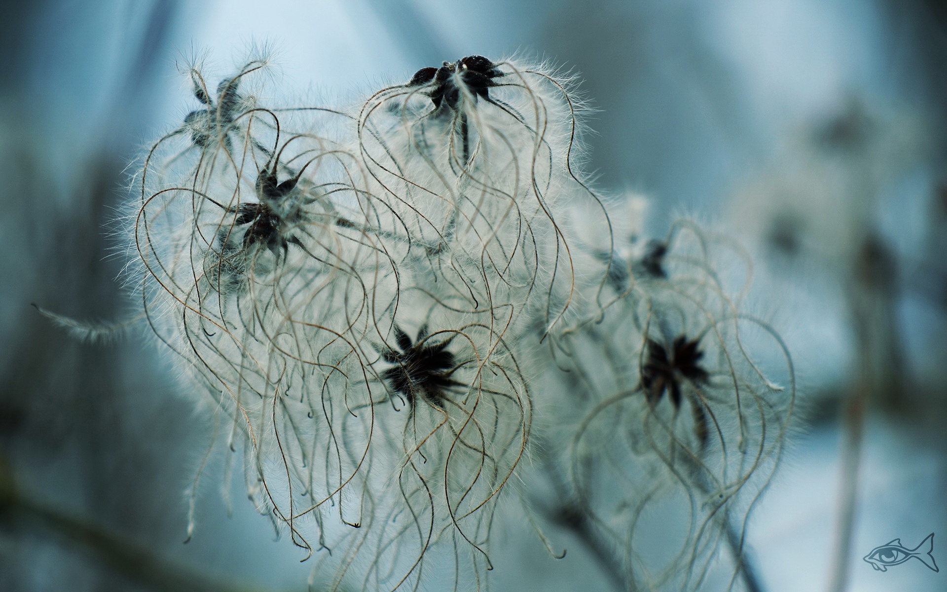 清新,花卉,美丽2012Y十月28D