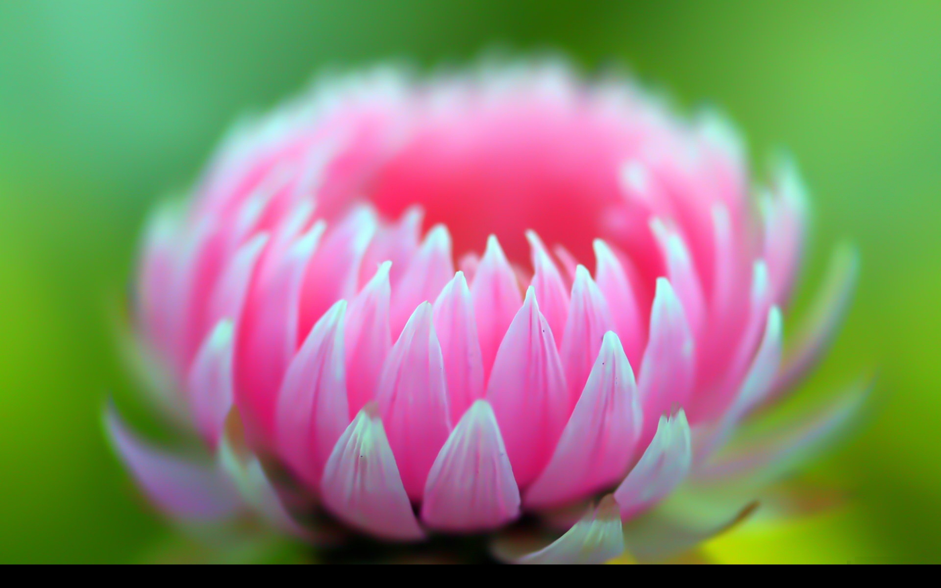 清新,花卉,浪漫,美丽2012Y十月28D,儿童桌面专用