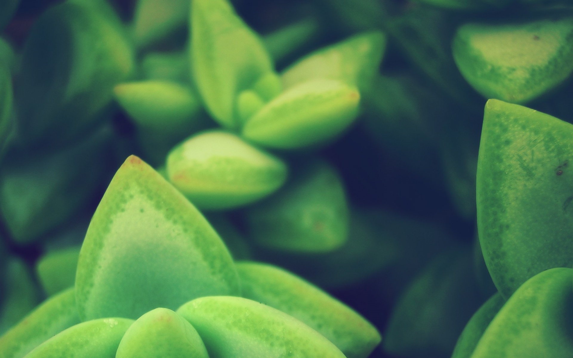 高清,植物,摄影,宽屏,微距,风光,风景,2012Y十月28D,儿童桌面专用