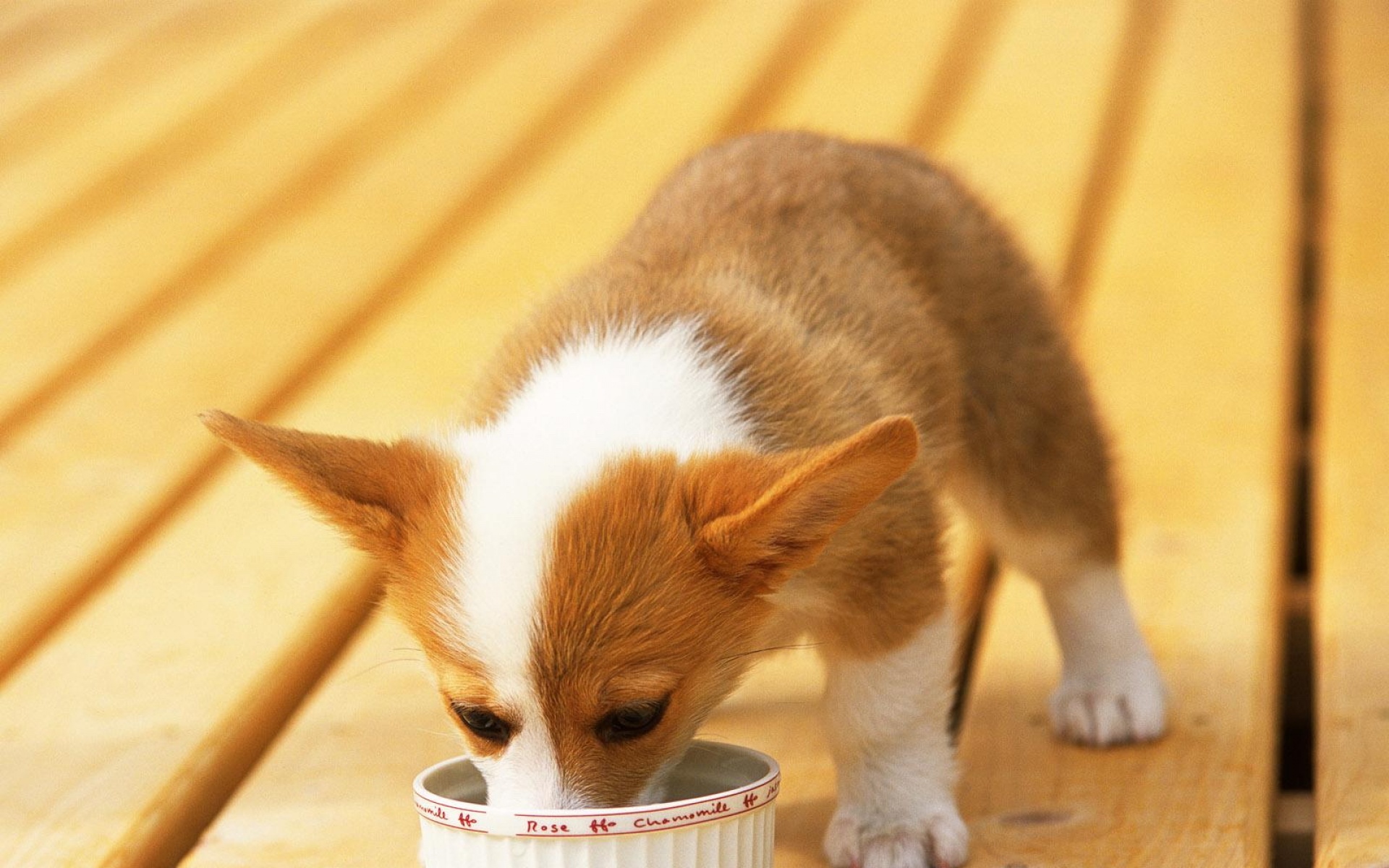 世界,名狗,动物,高清,狗,儿童桌面专用