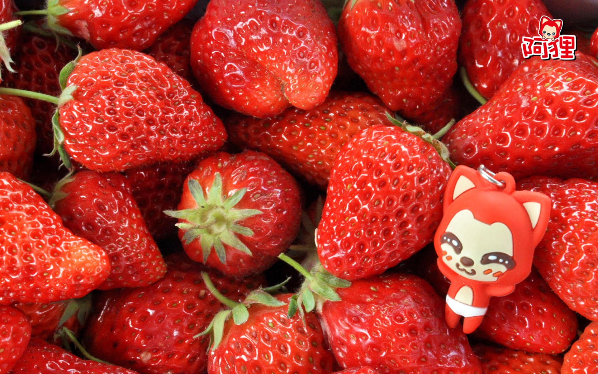 阿狸,梦之城堡,可爱,卡通,宽屏,2012Y十月26D,ali,儿童桌面专用