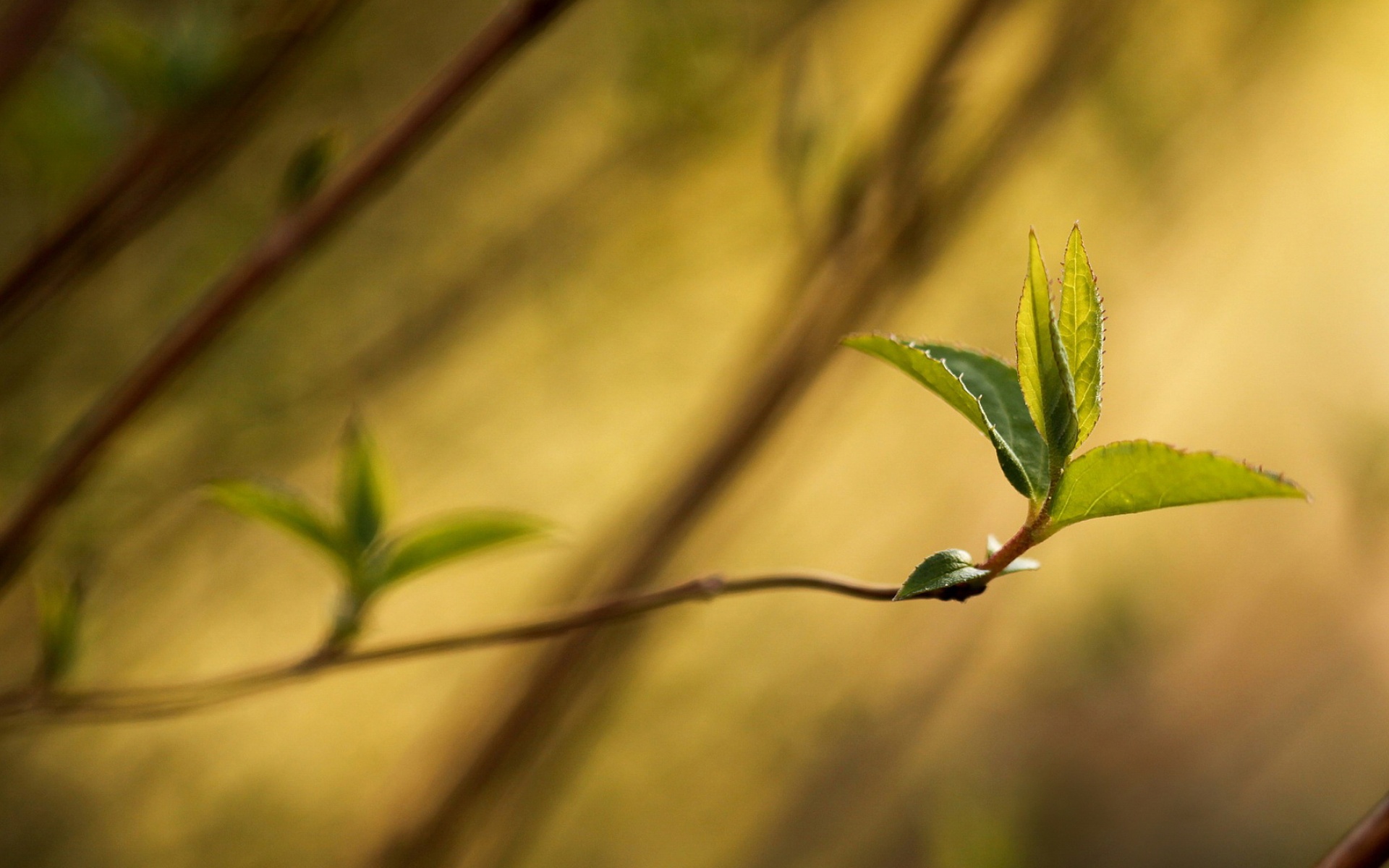 清新,花卉,浪漫,美丽2012Y十月28D,儿童桌面专用