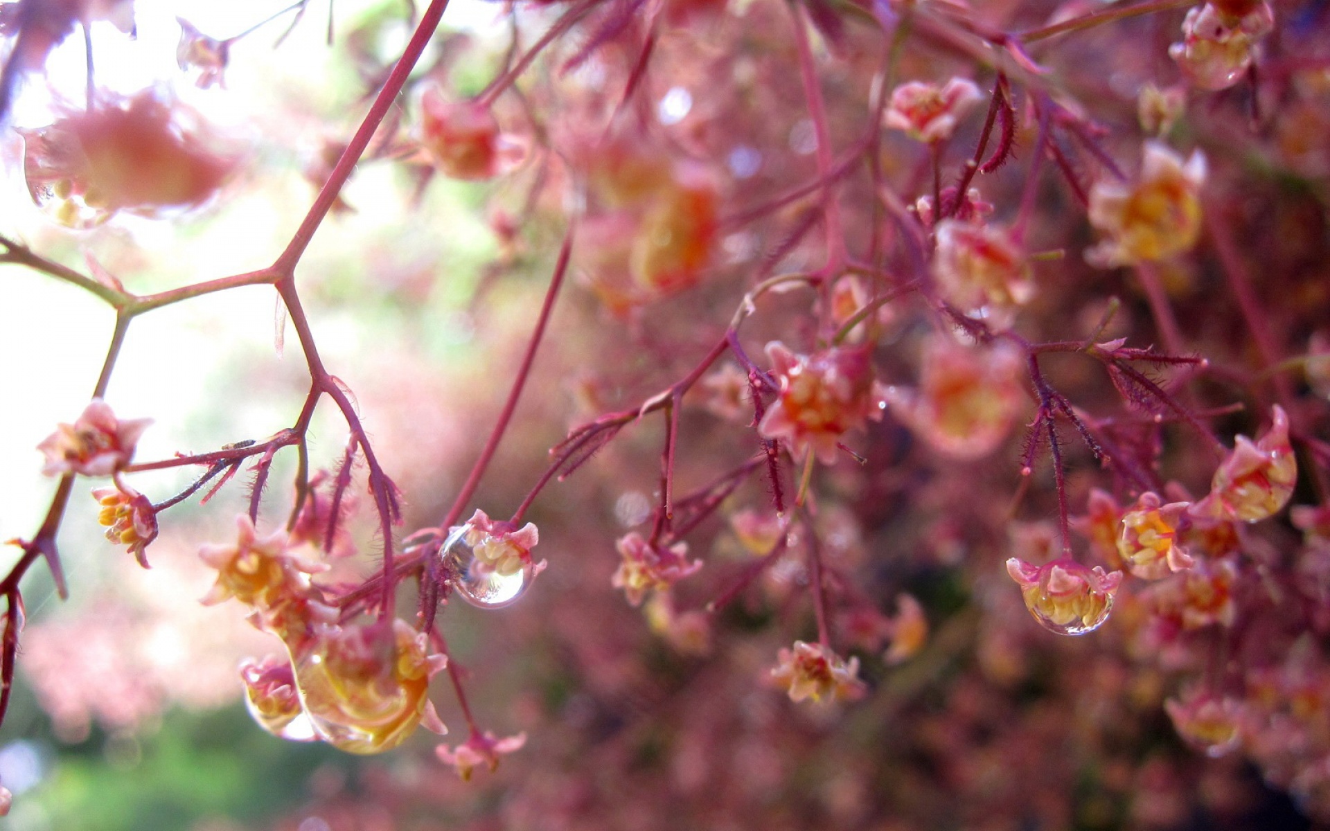 风景,秋意正浓,2012Y十月27D,儿童桌面专用