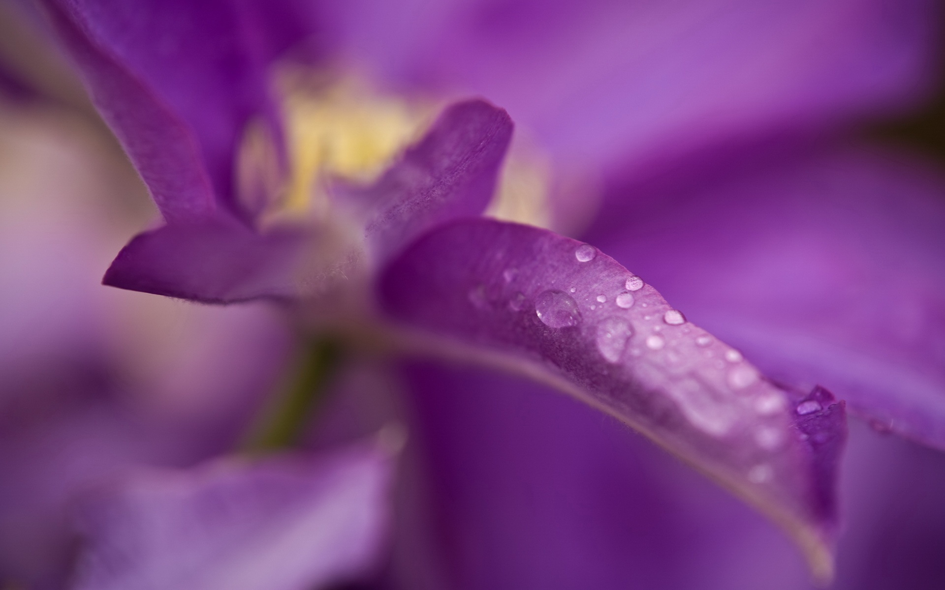 清新,花卉,浪漫,美丽2012Y十月28D,儿童桌面专用