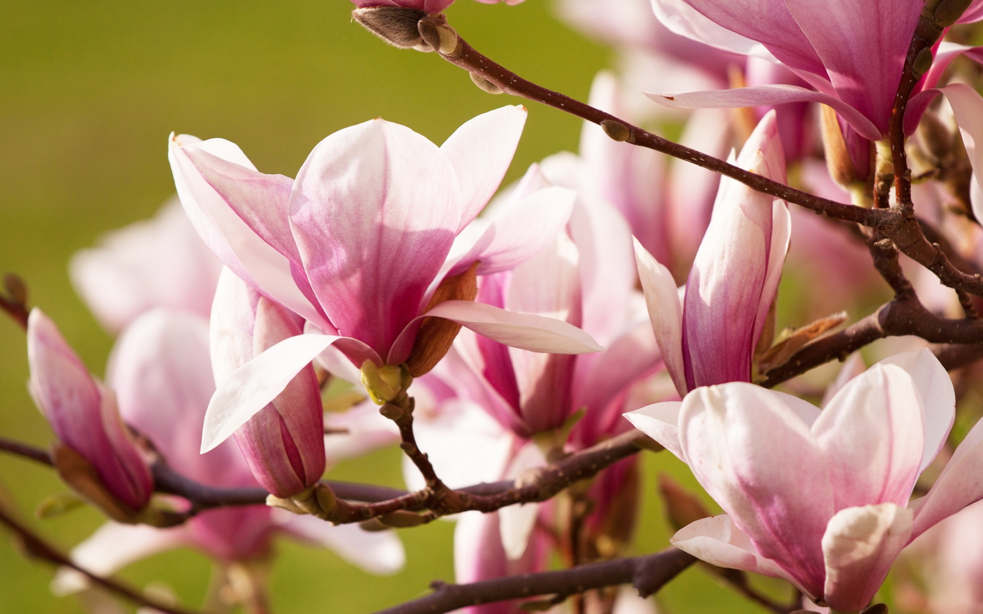 清新,植物,浪漫,美丽2012Y十月28D,儿童桌面专用