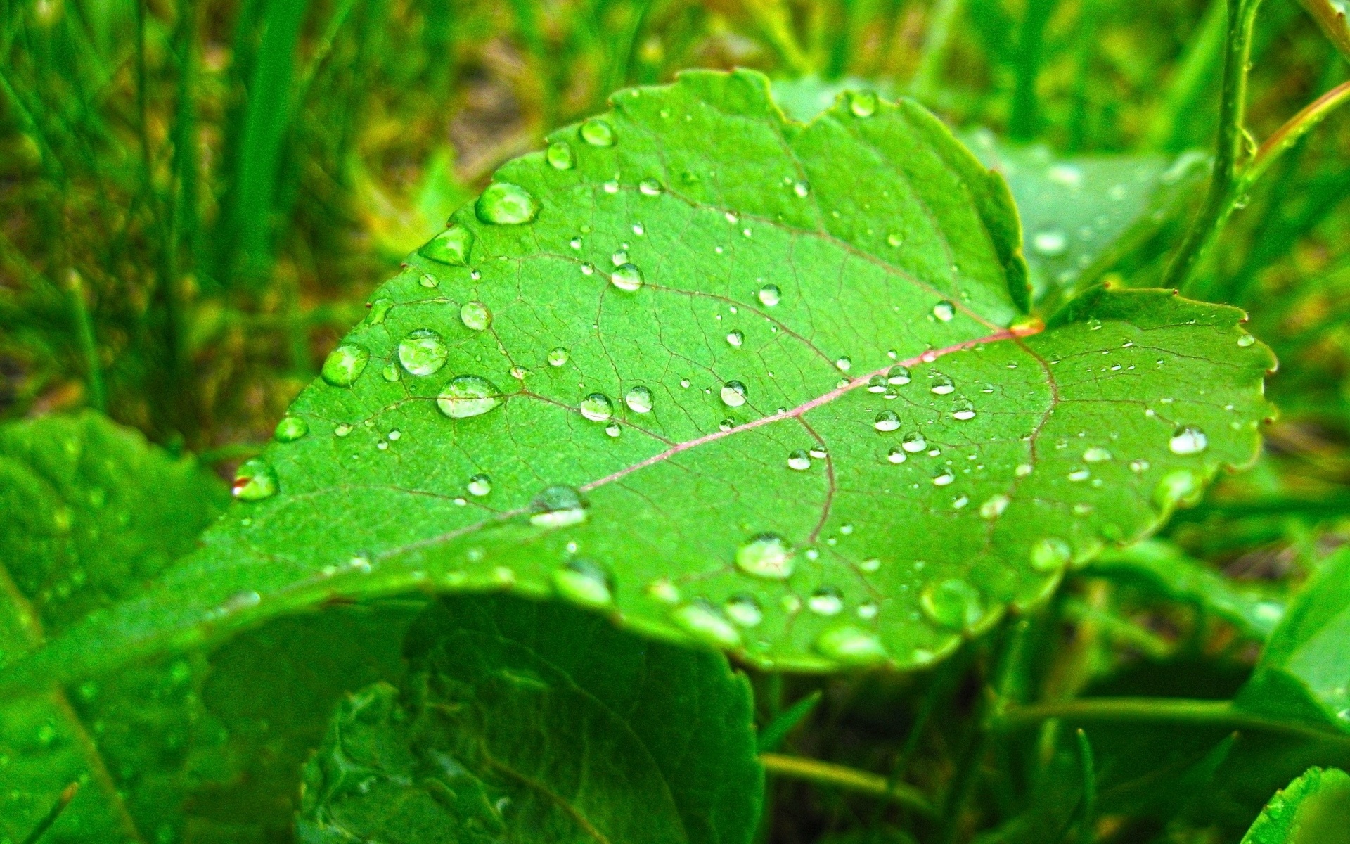 高清,植物,摄影,宽屏,微距,风光,风景,2012Y十月28D,儿童桌面专用
