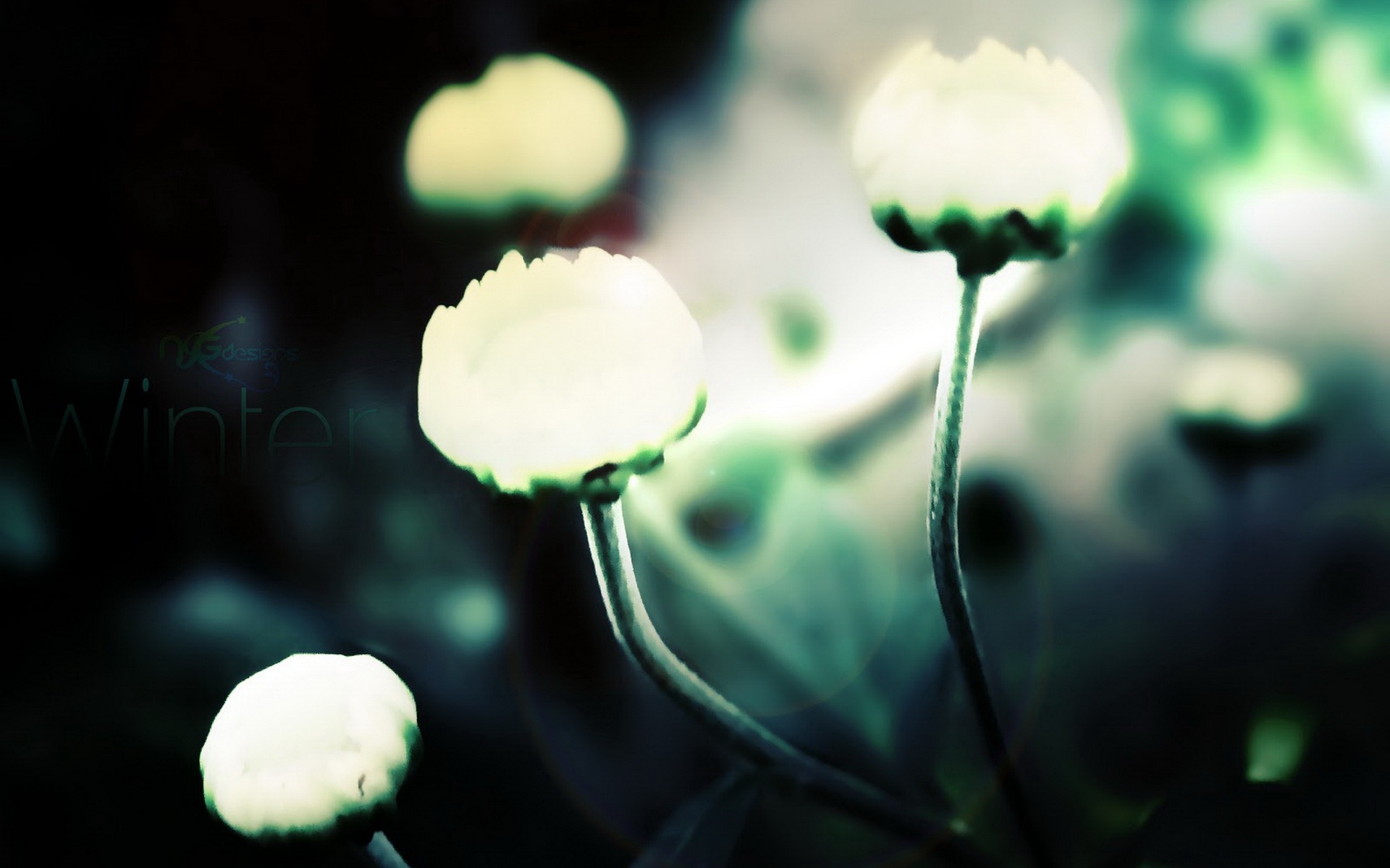 清新,植物,浪漫,美丽2012Y十月28D,儿童桌面专用