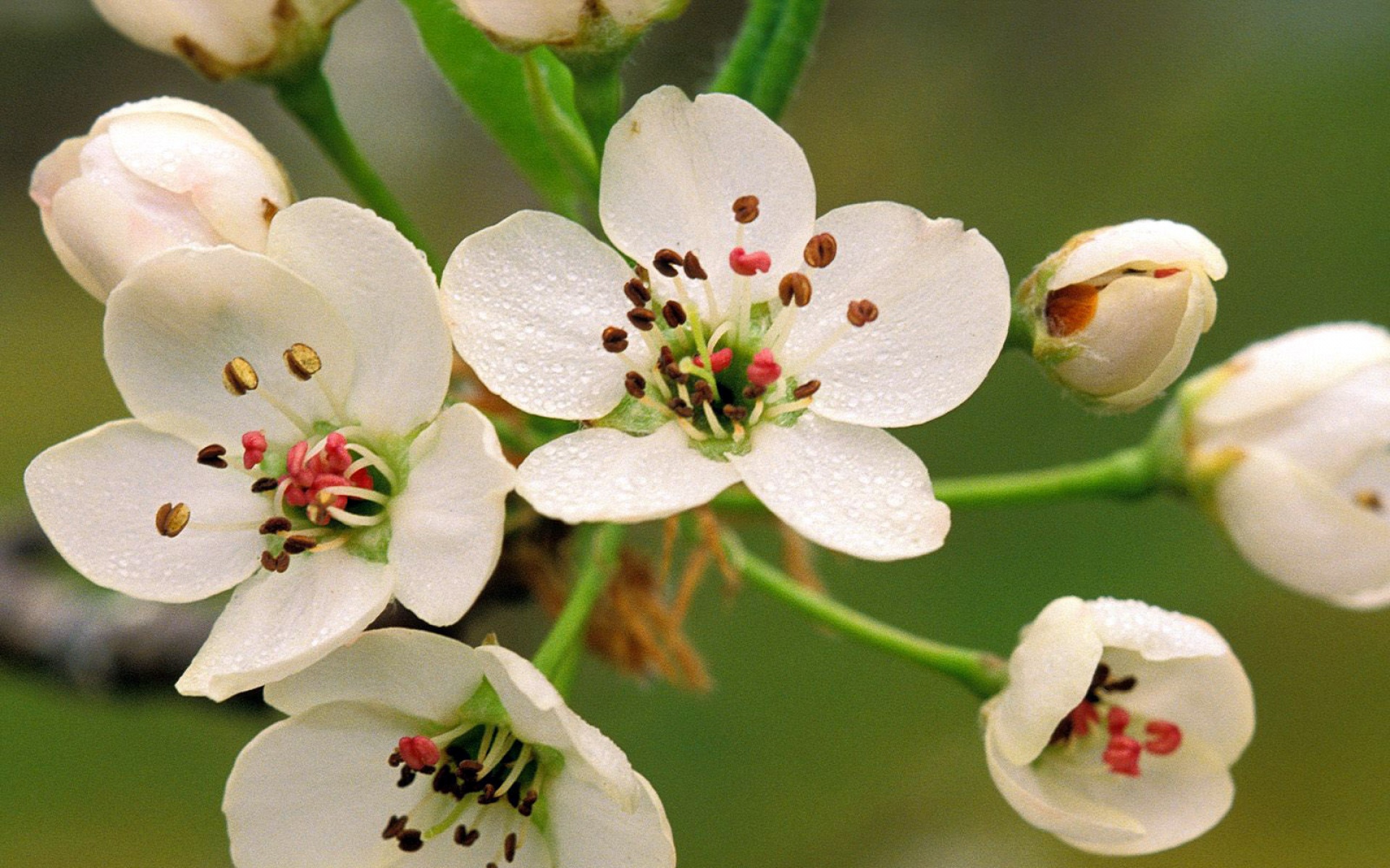 c1四零六,高清,植物,摄影,宽屏,微距,风光,风景,2012Y十月28D,儿童桌面专用
