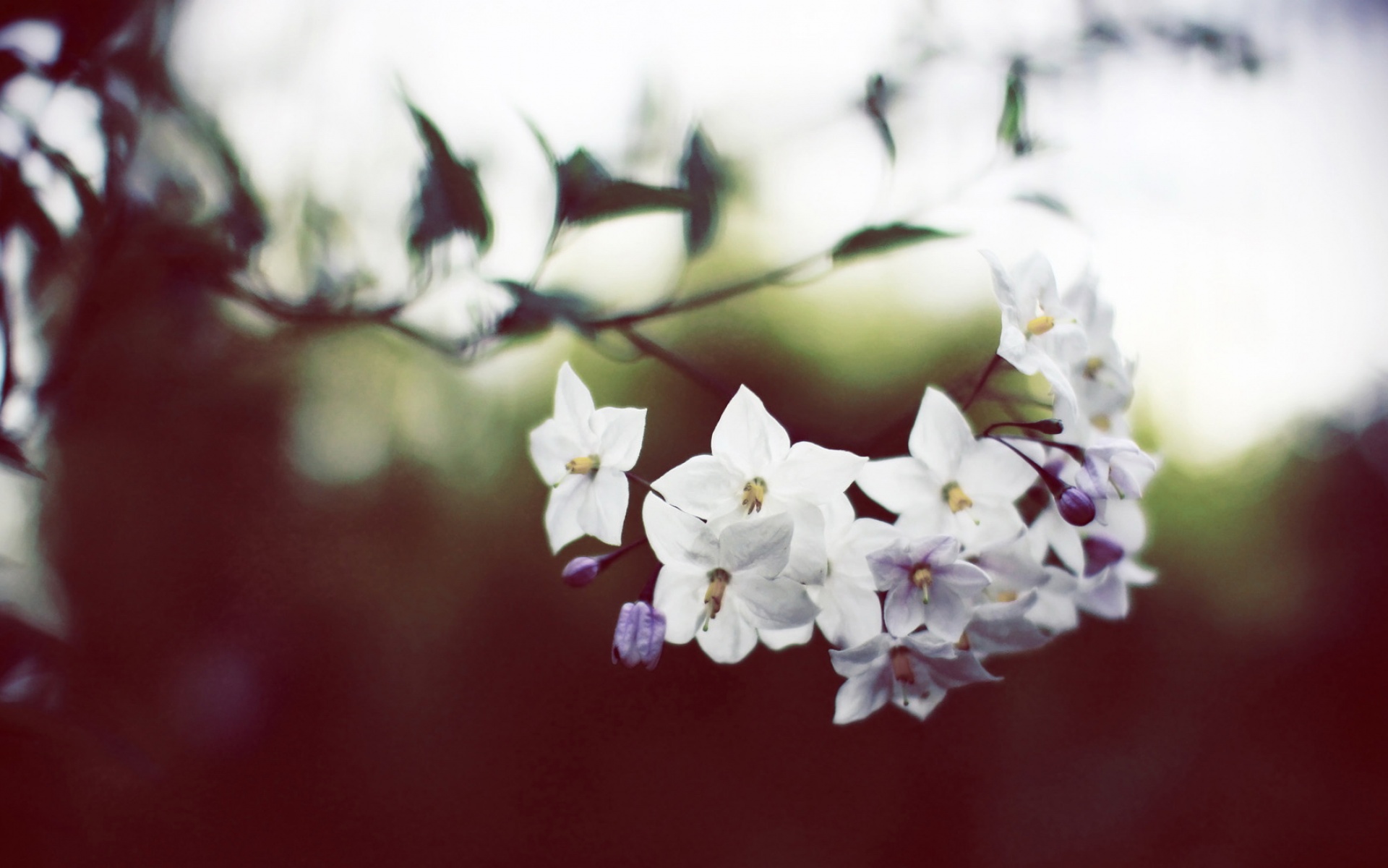 清新,花卉,浪漫,美丽2012Y十月28D,儿童桌面专用