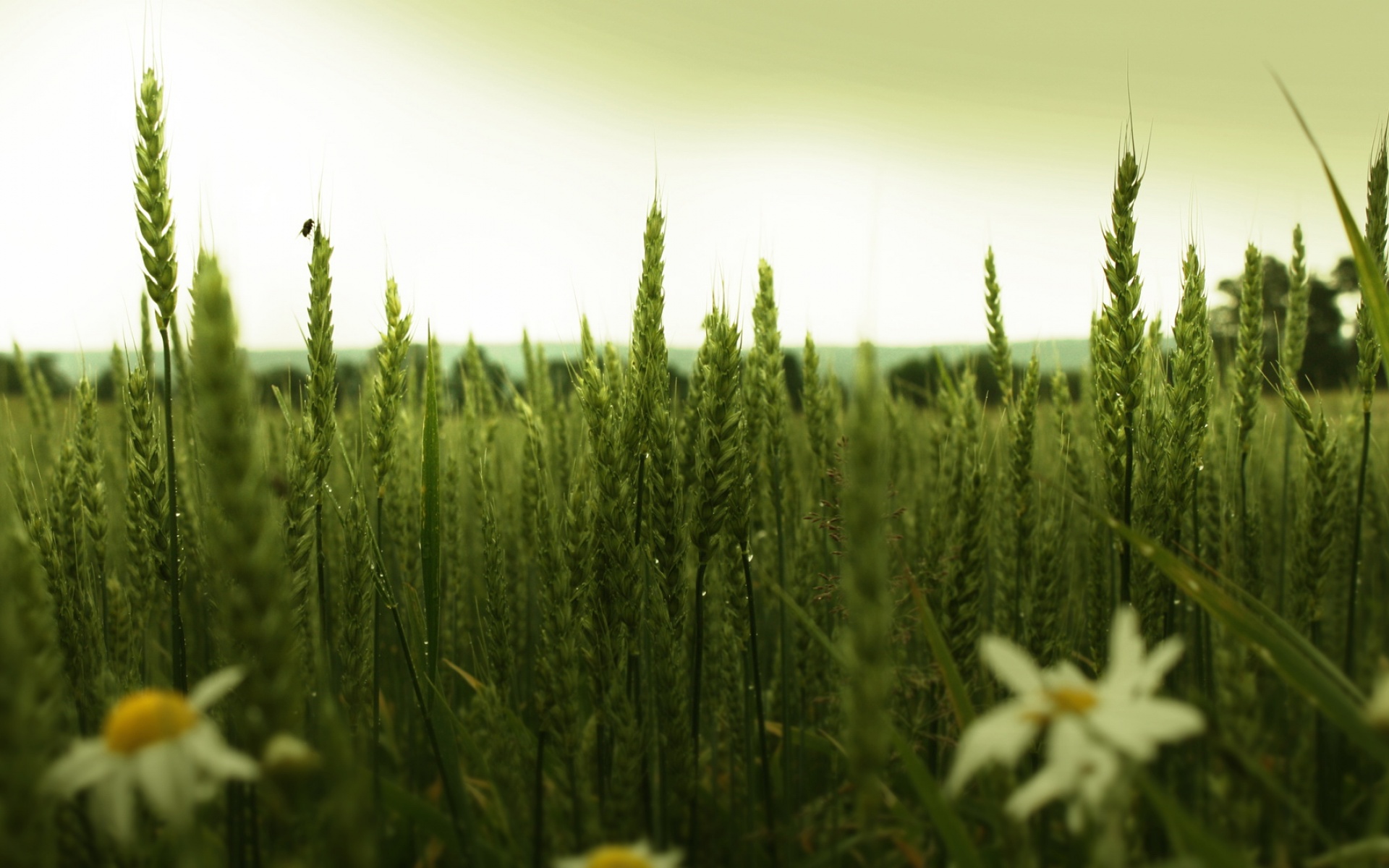 清新,植物,浪漫,美丽2012Y十月28D,儿童桌面专用