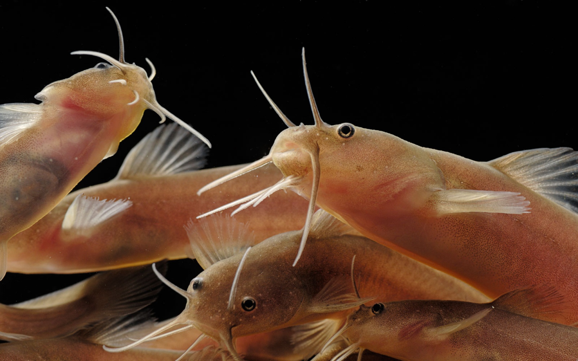 萌宠,鱼,海底世界,儿童桌面专用