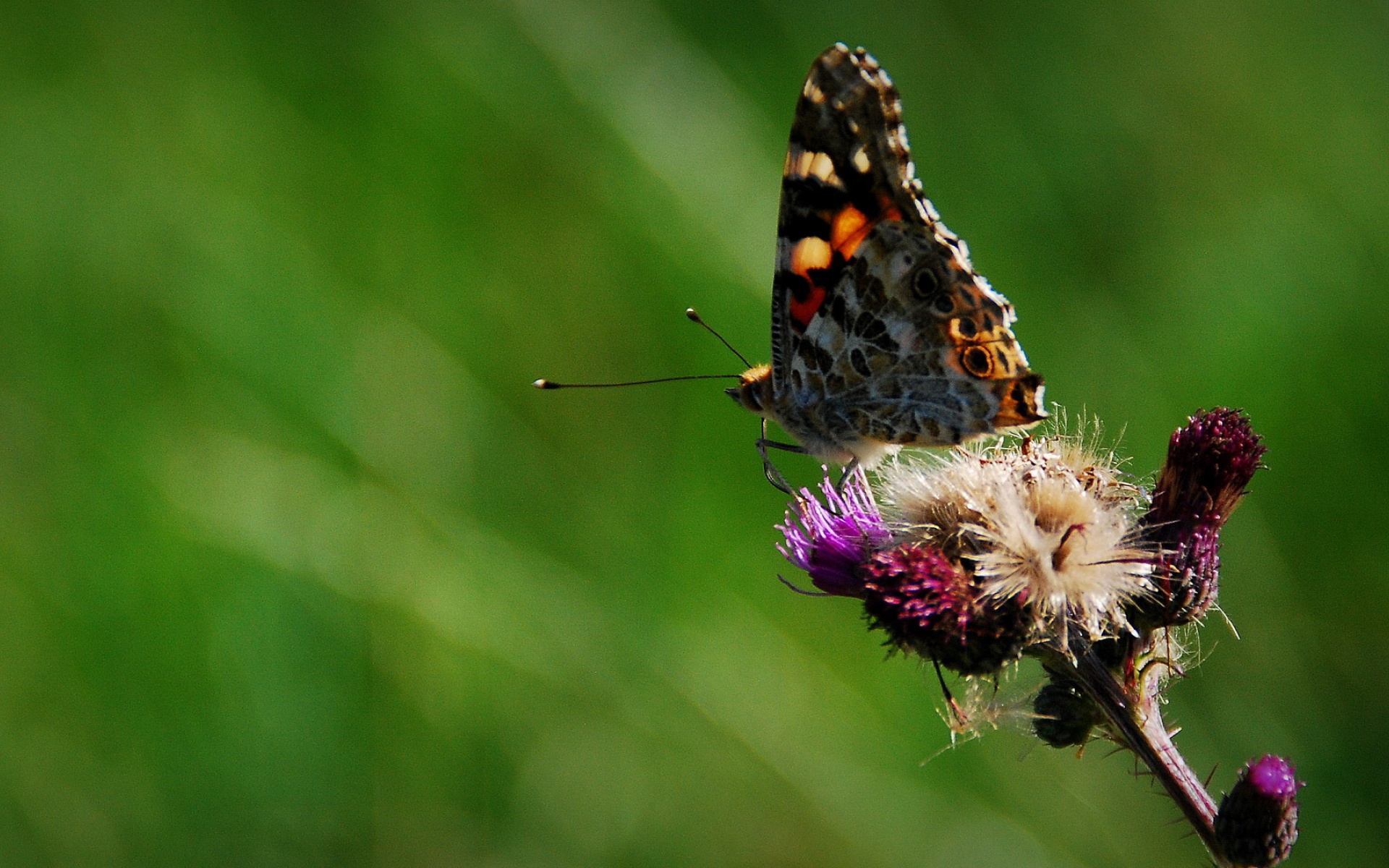 萌宠,蝴蝶,2012Y十月27D,儿童桌面专用
