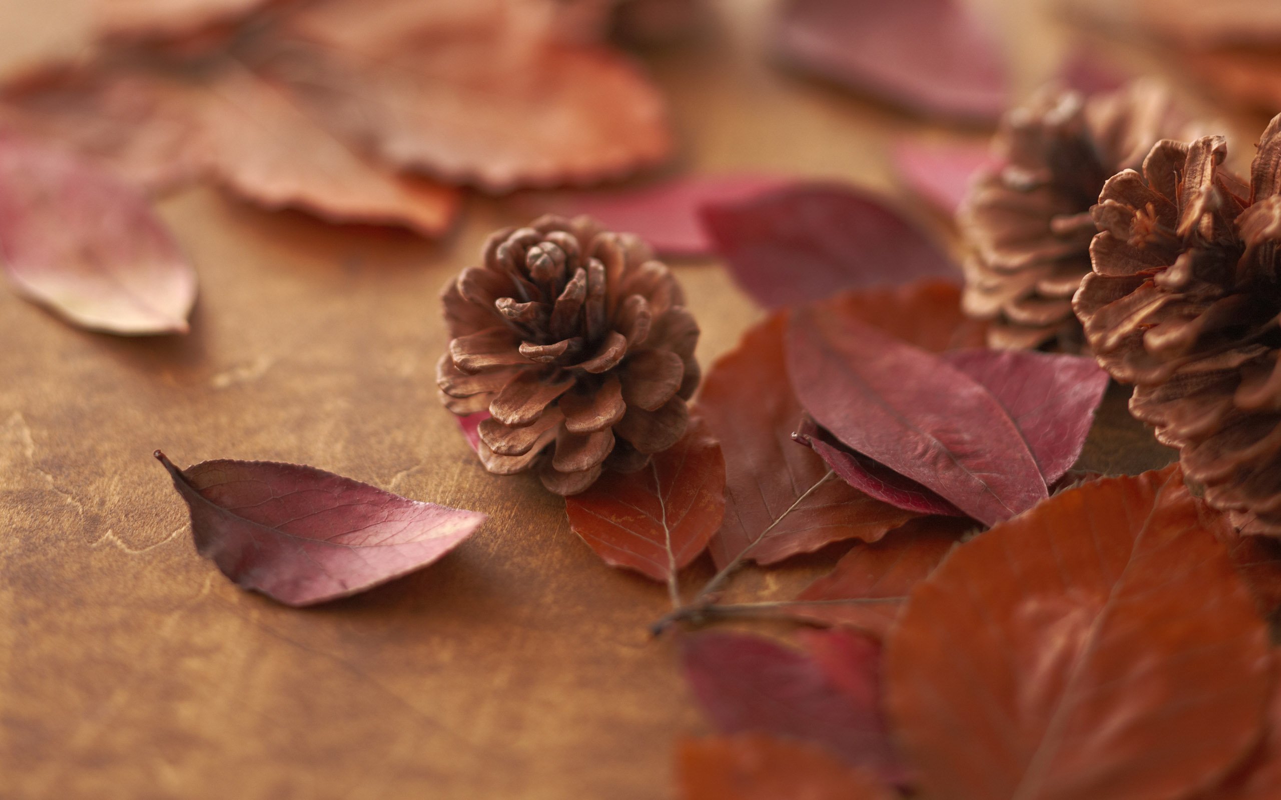 花卉,温馨一刻,温馨,儿童桌面专用