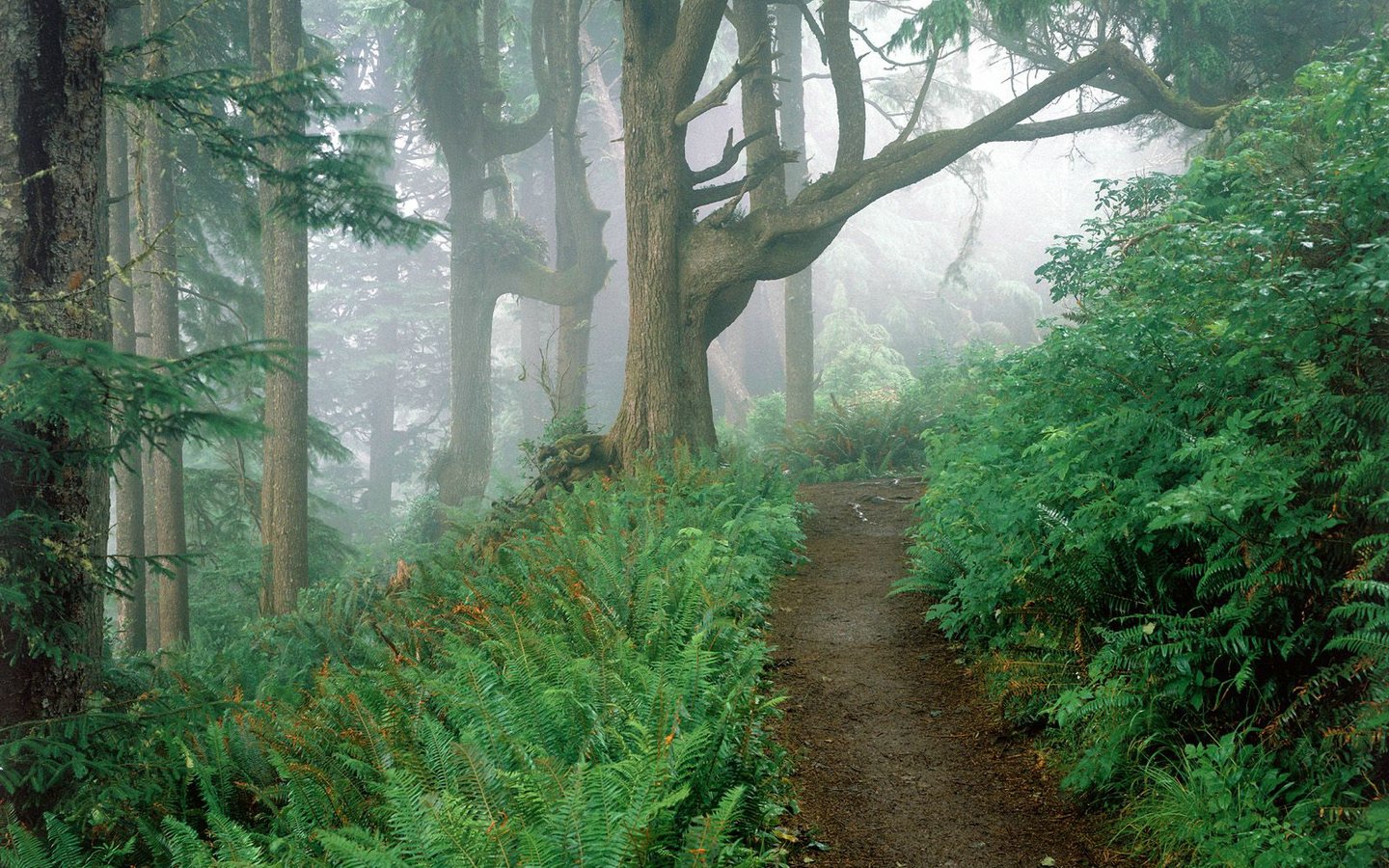 小清新,护眼壁纸,十一月二十八日精选,儿童桌面专用