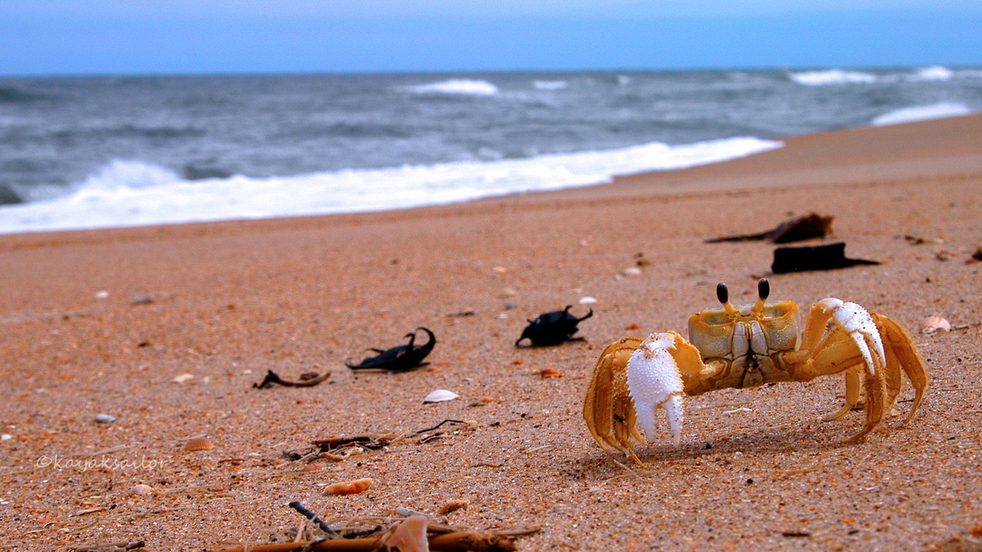 萌宠,海底世界,十一月二十七日精选,儿童桌面专用