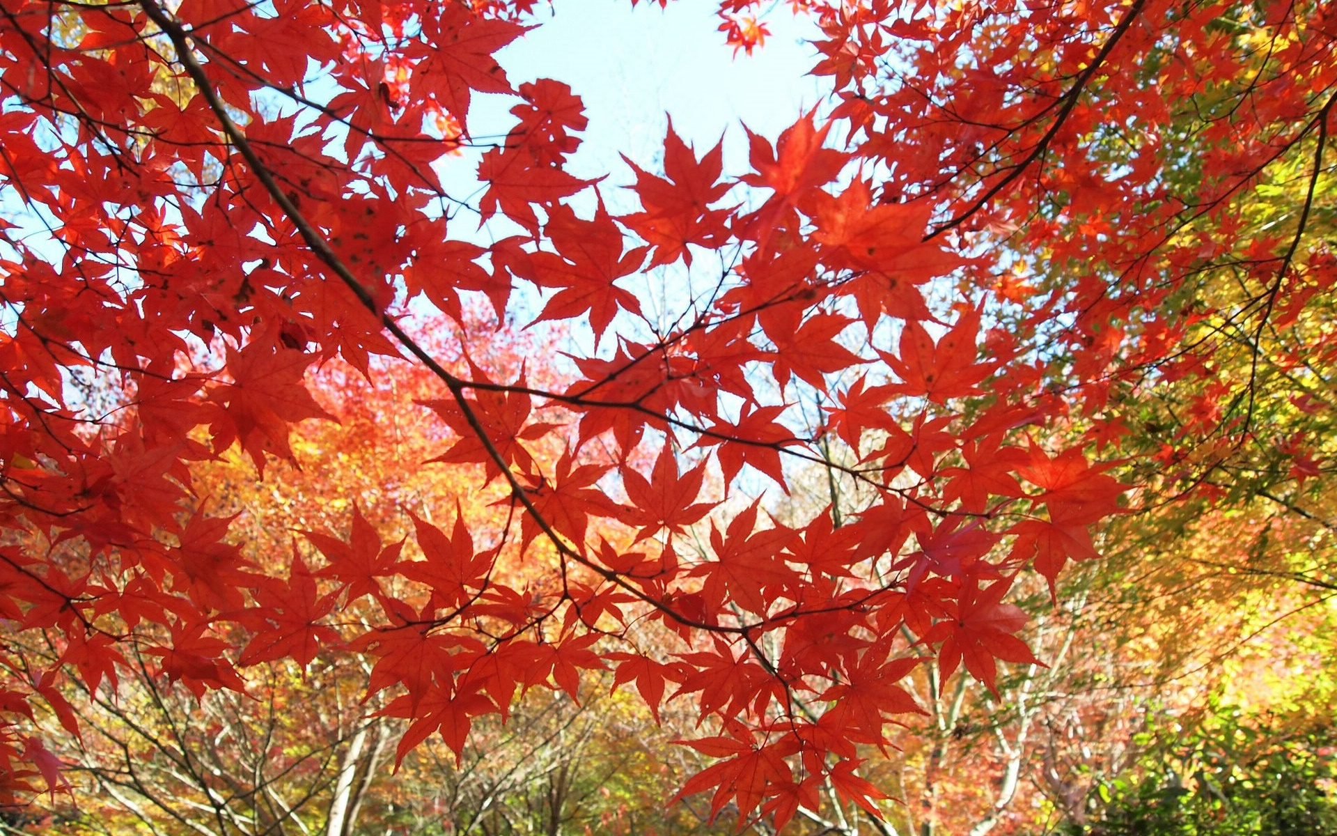 风景,秋意正浓,十一月二十九日精选,儿童桌面专用
