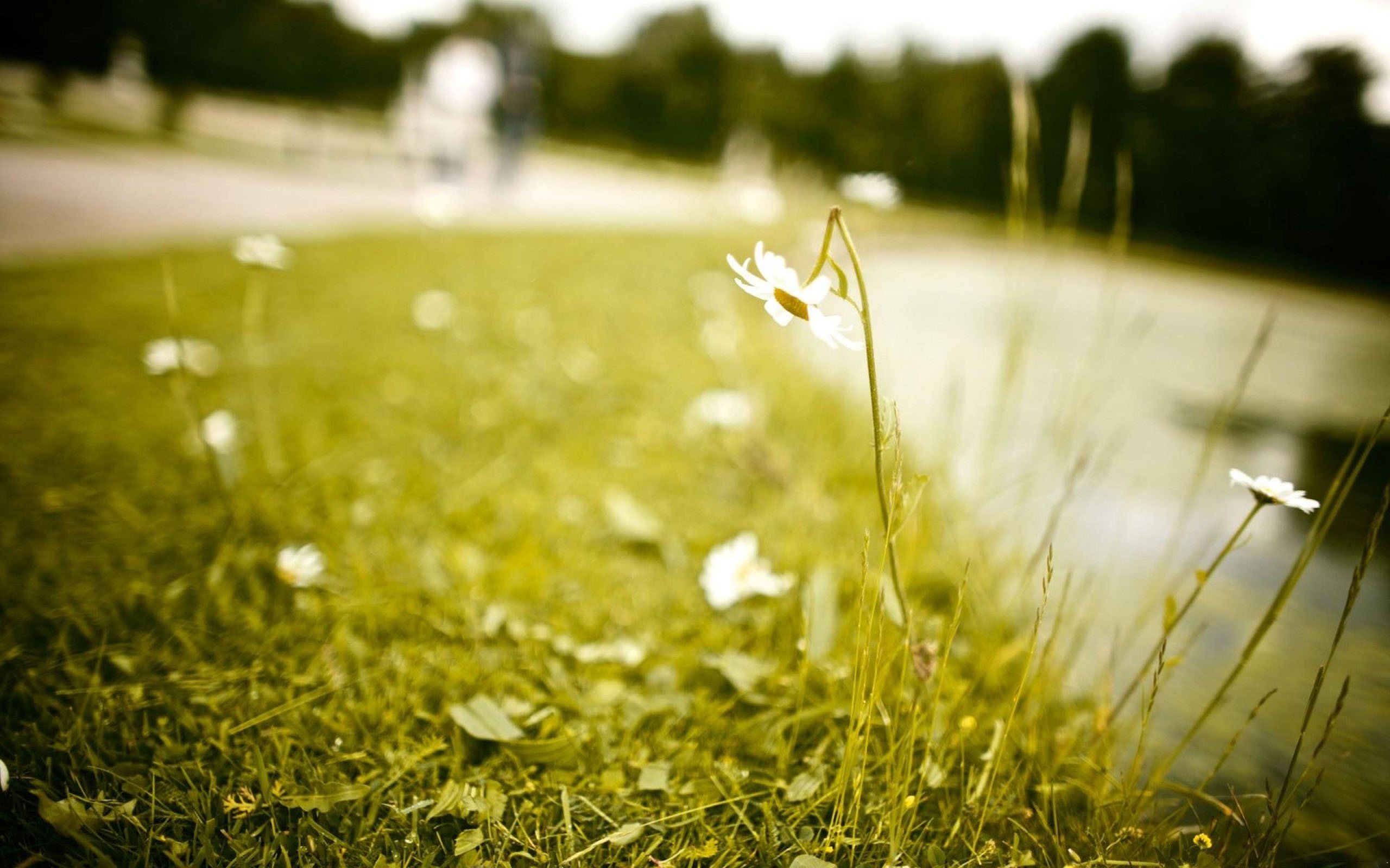 植物,高清,柔和,清新淡雅,儿童桌面专用