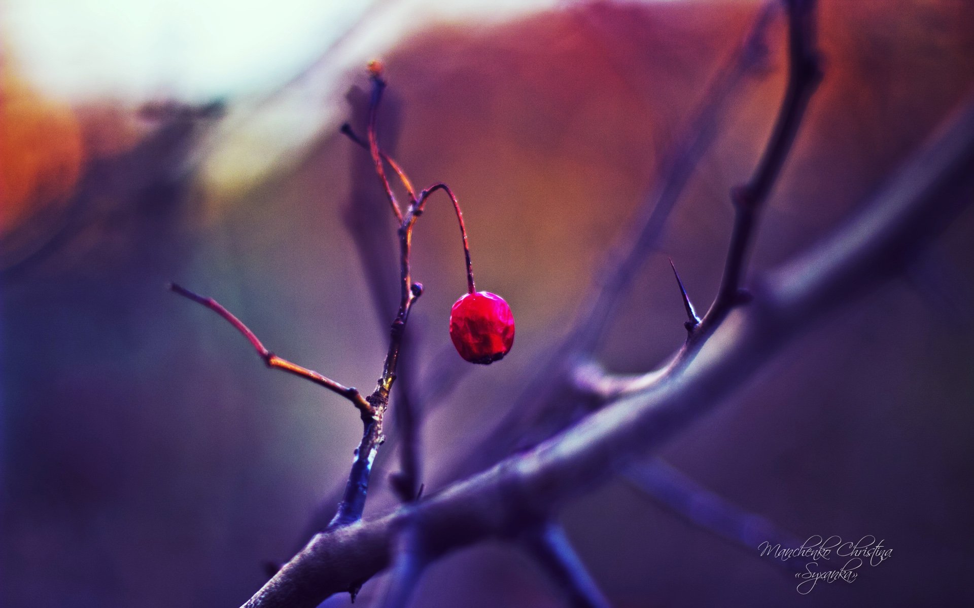 花卉,花卉摄影,清新淡雅,儿童桌面专用