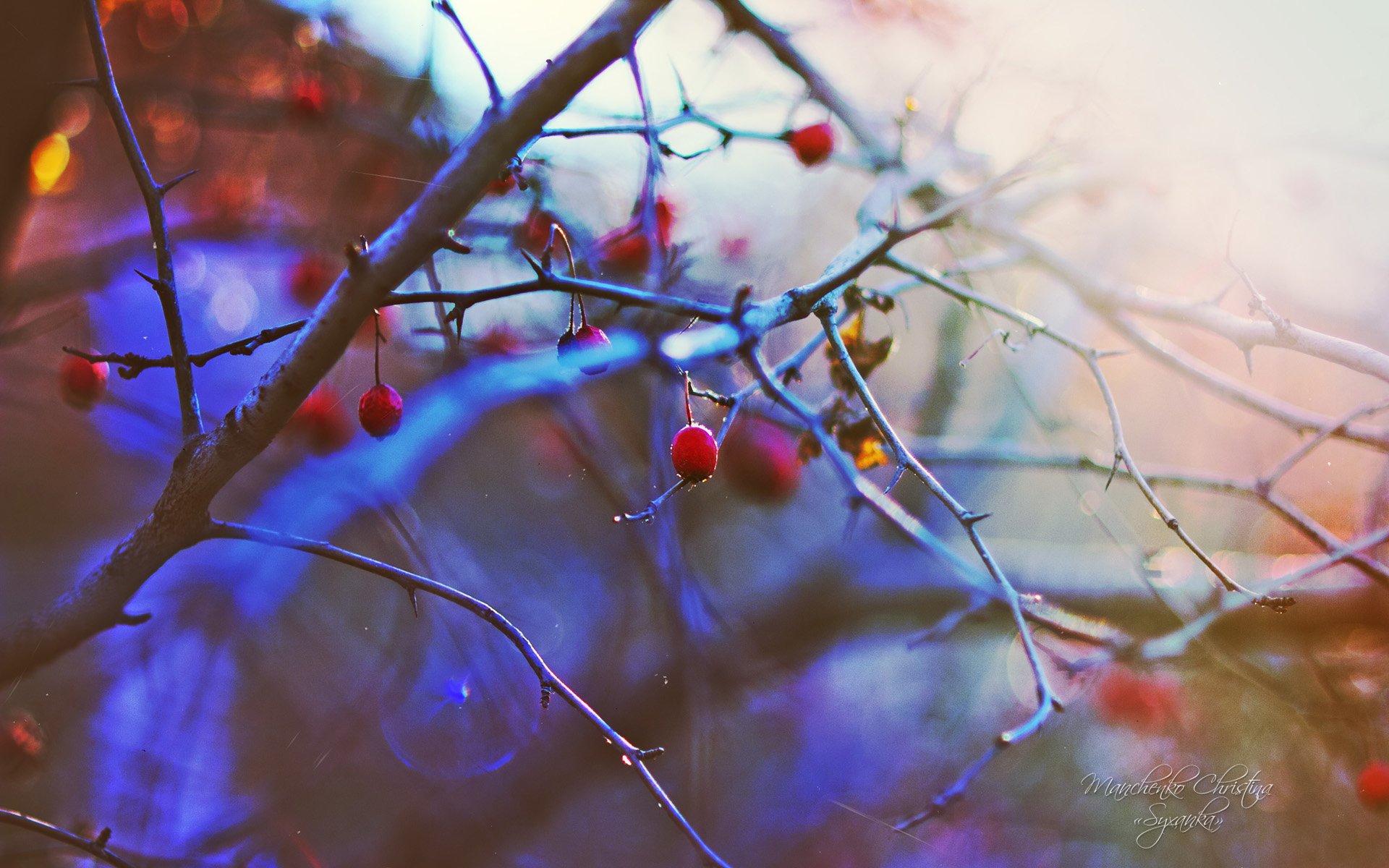 摄影,花卉,花卉摄影,清新淡雅,儿童桌面专用