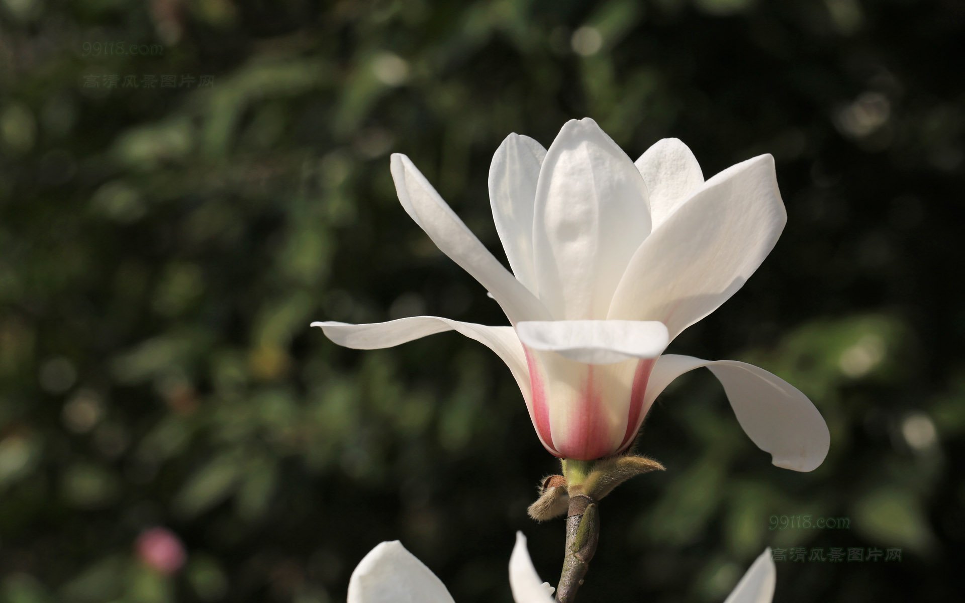 白玉兰,木兰,玉兰,娇艳欲滴,儿童桌面专用